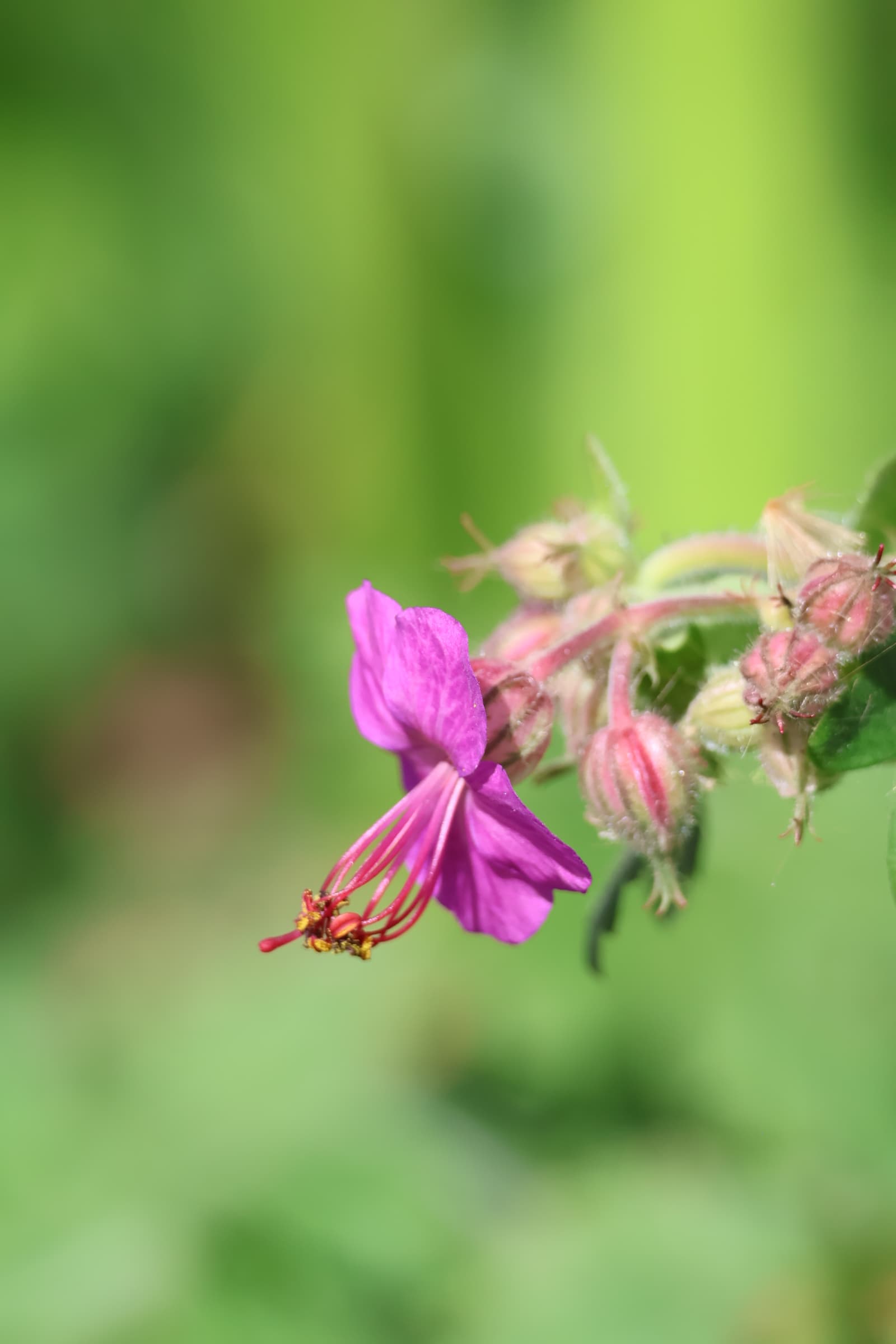 Flower 337