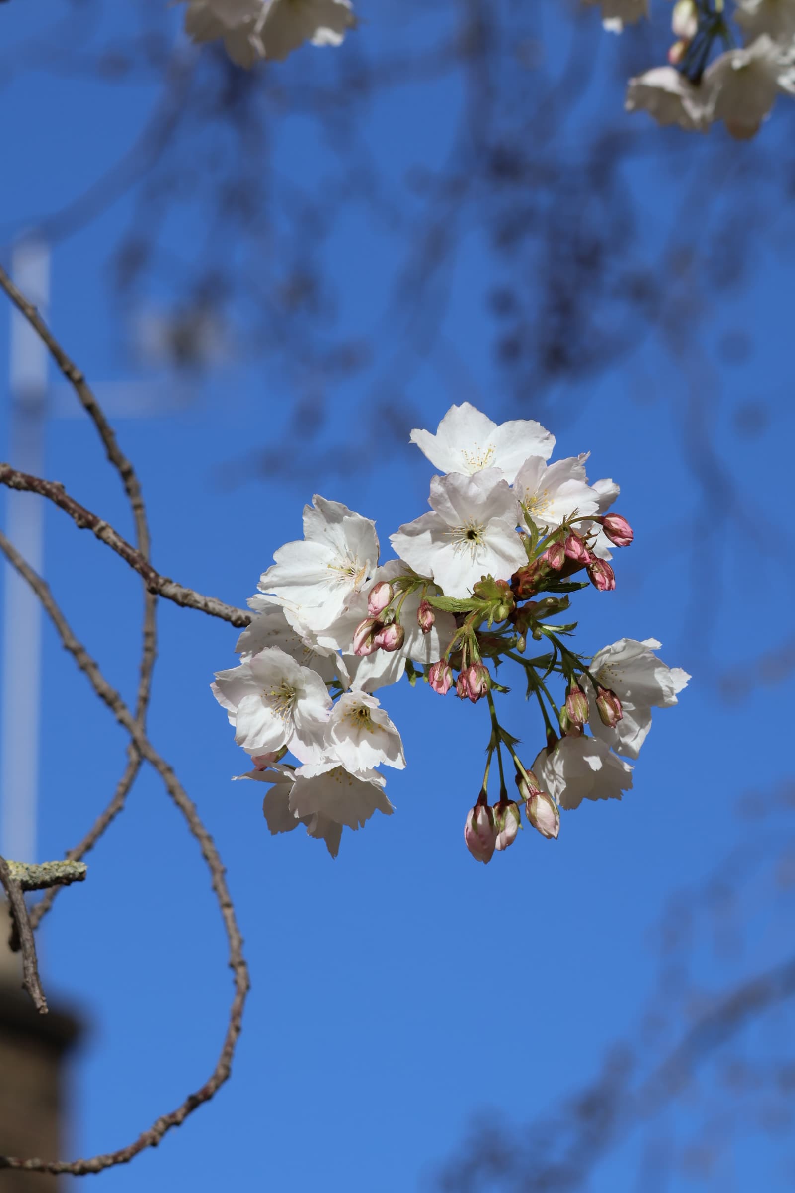 Flower 41
