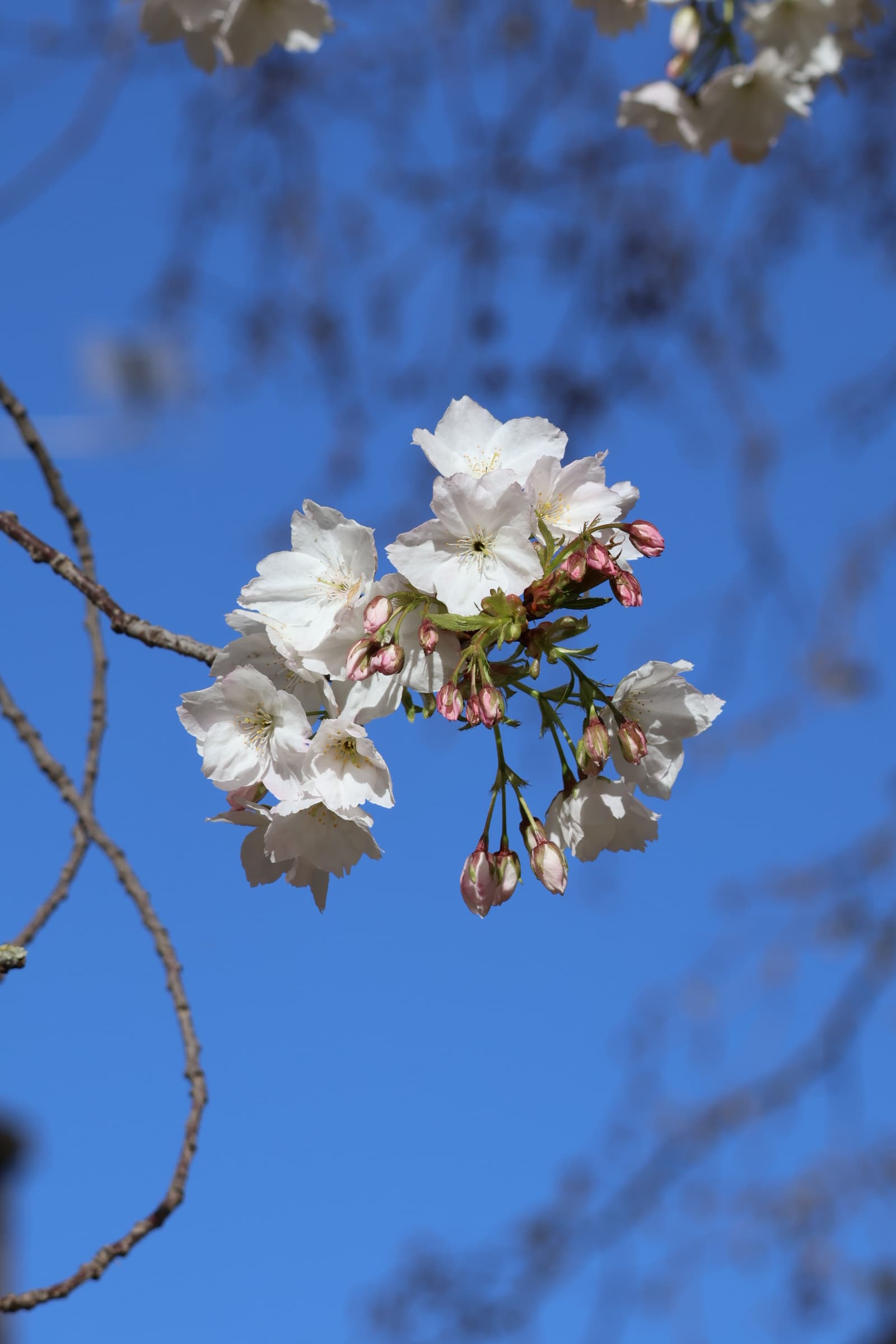 Flower 395