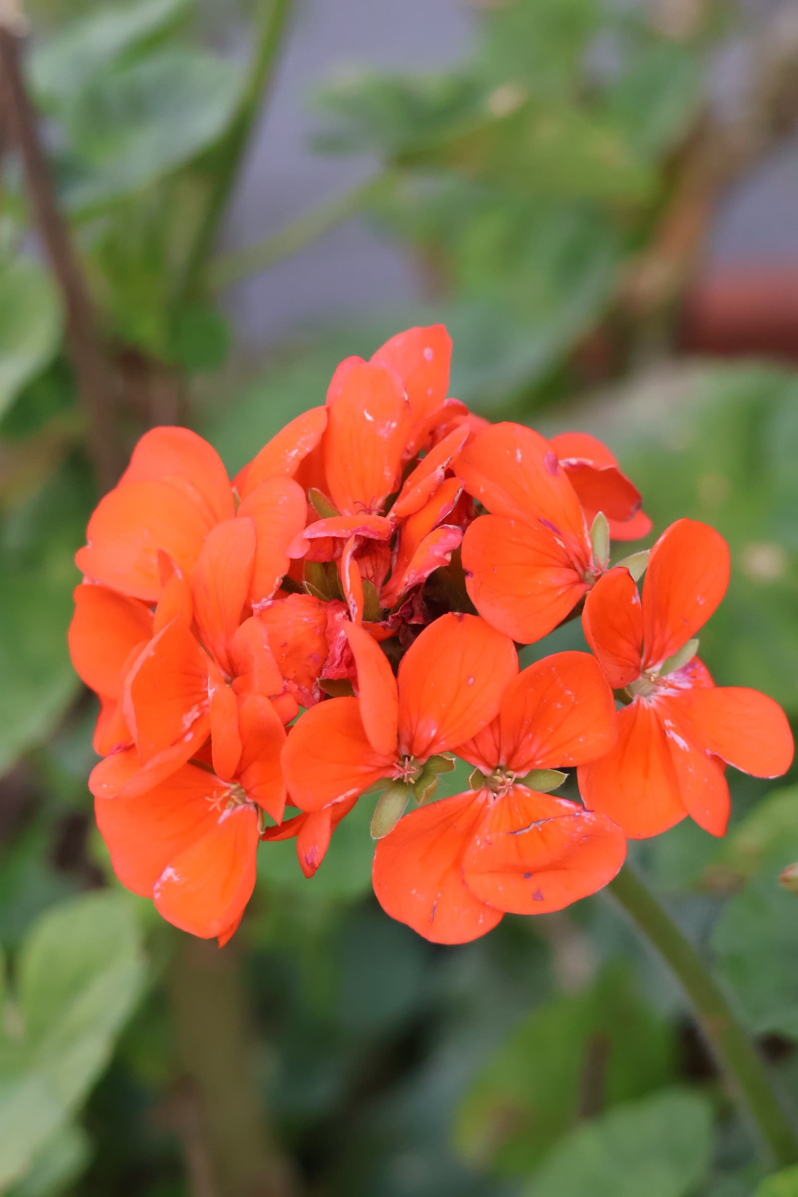 Flower 142