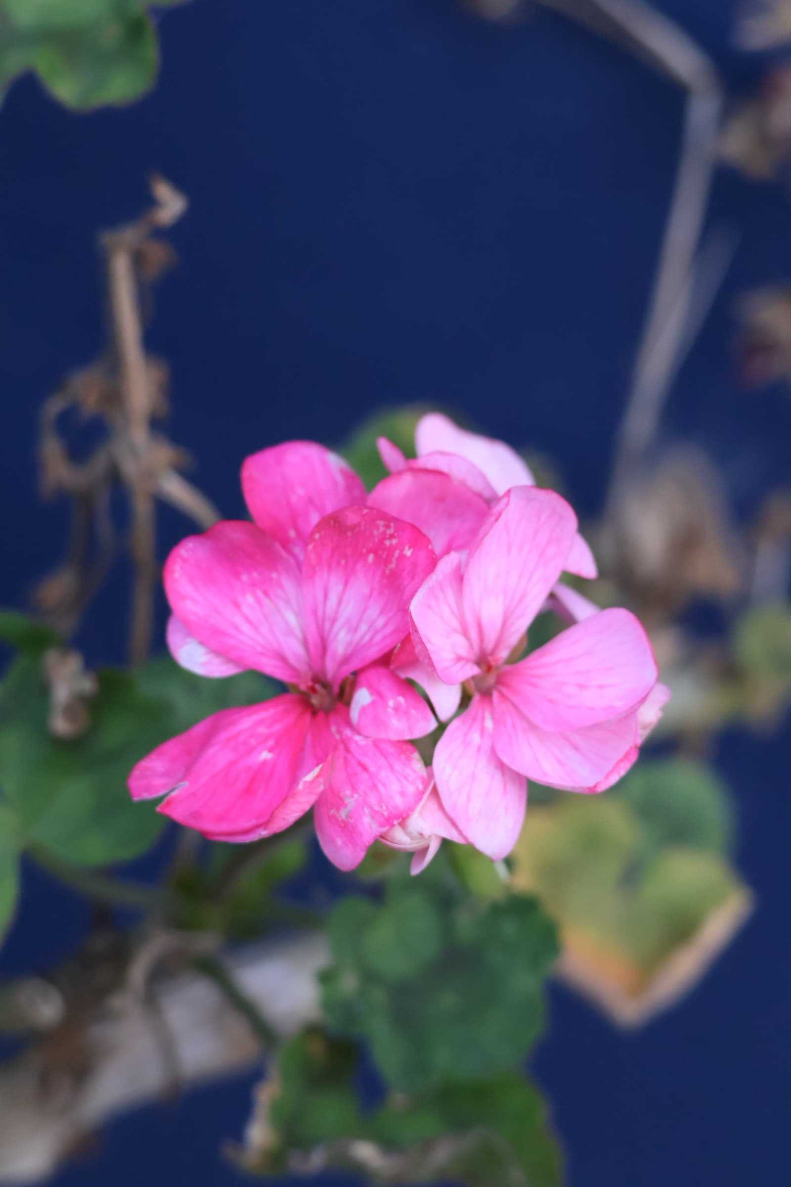 Flower 439