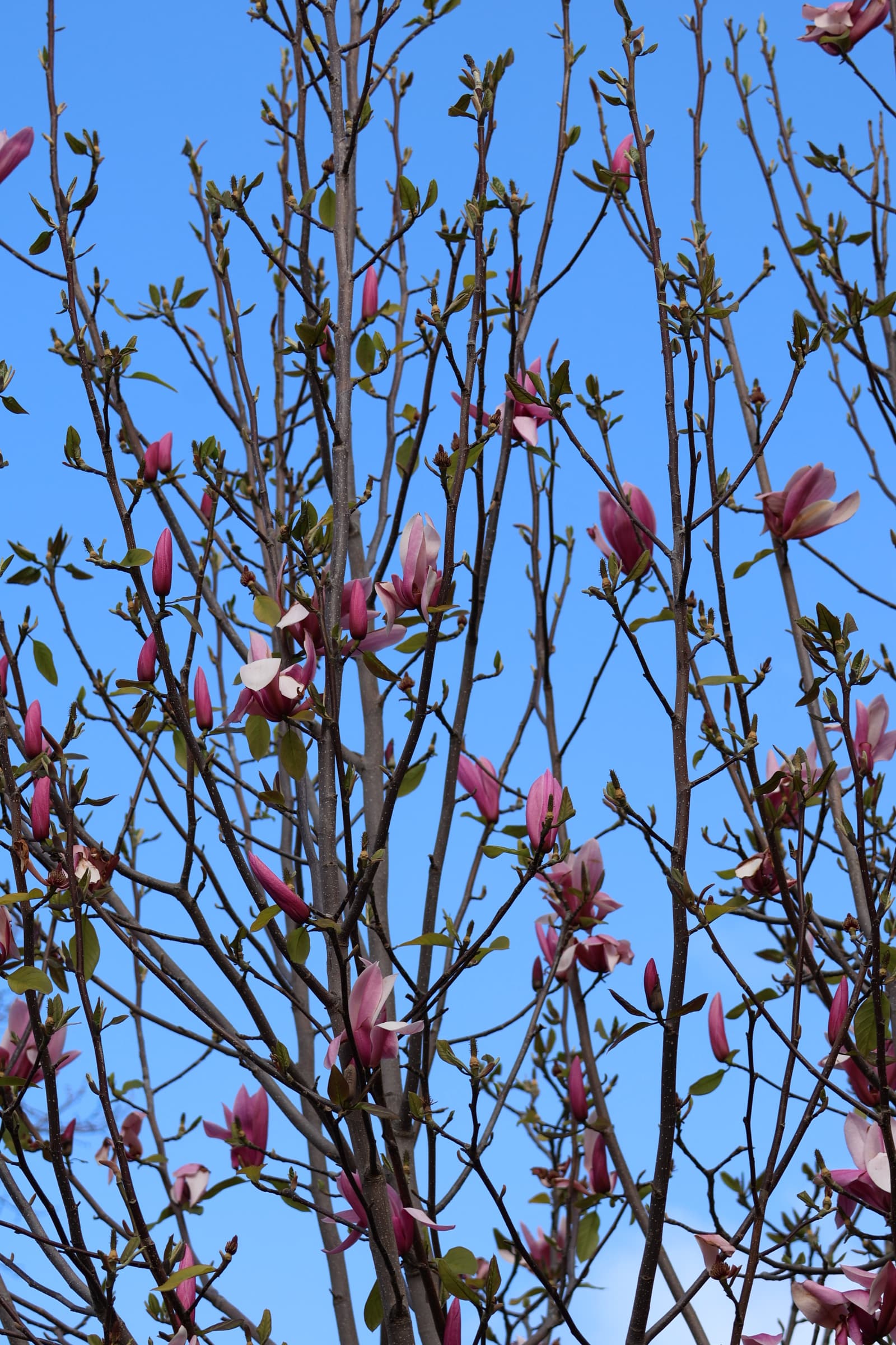Flower 132