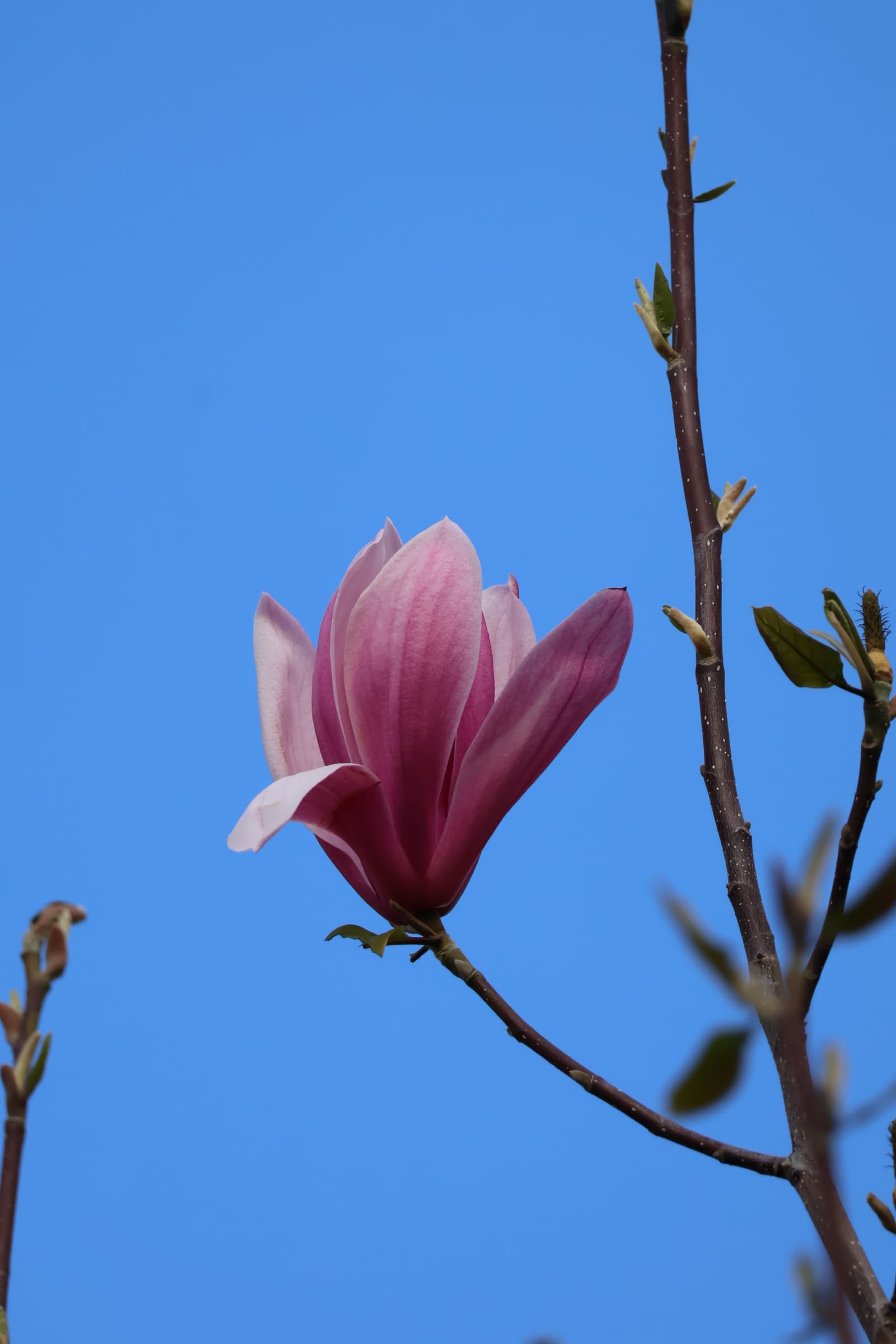 Flower 253