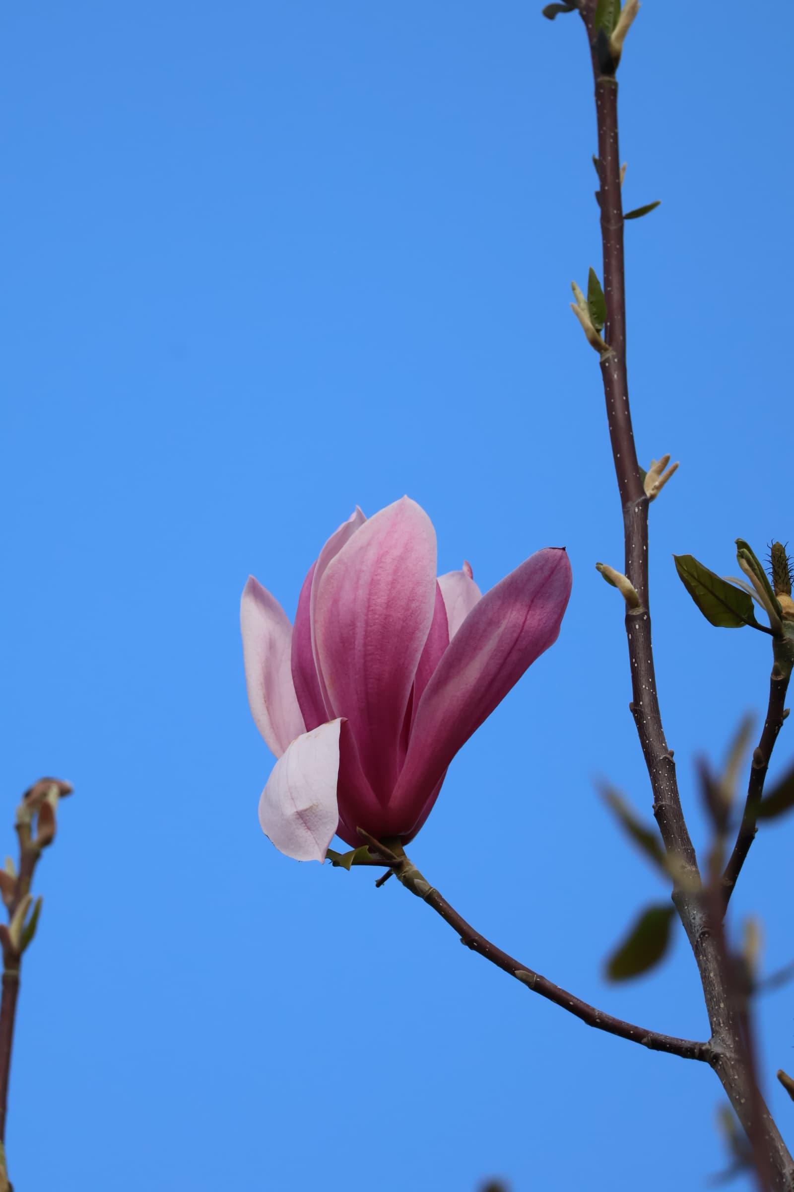 Flower 379