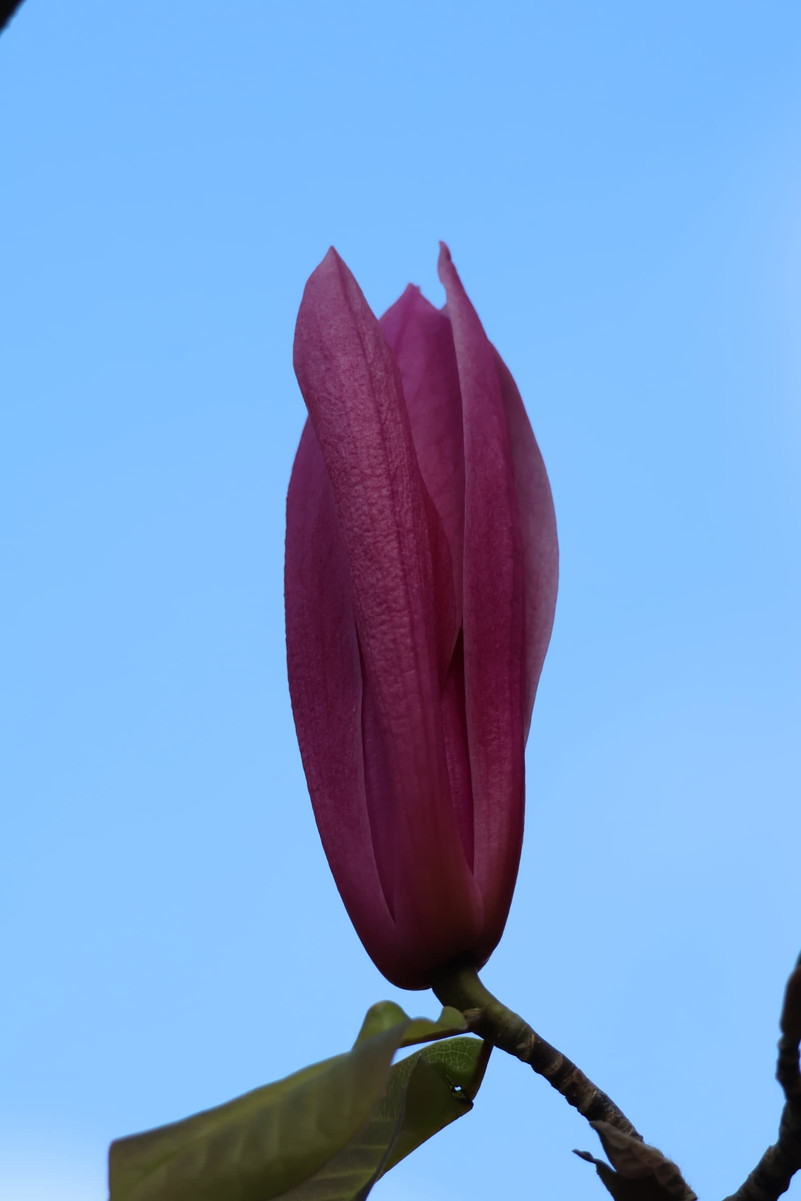 Flower 477