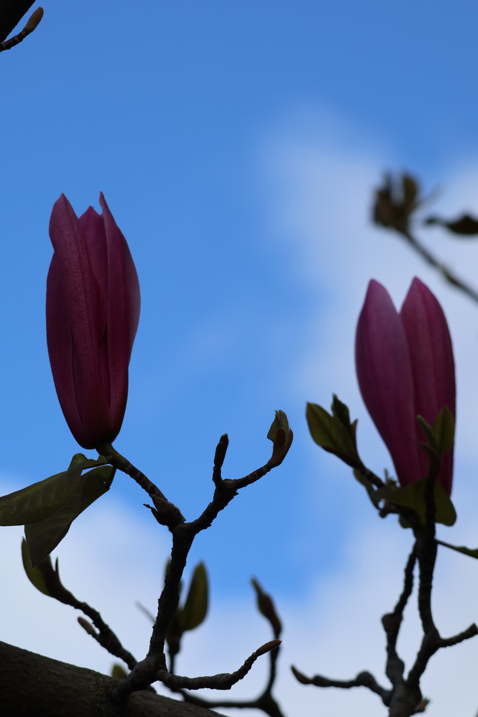 Flower 369
