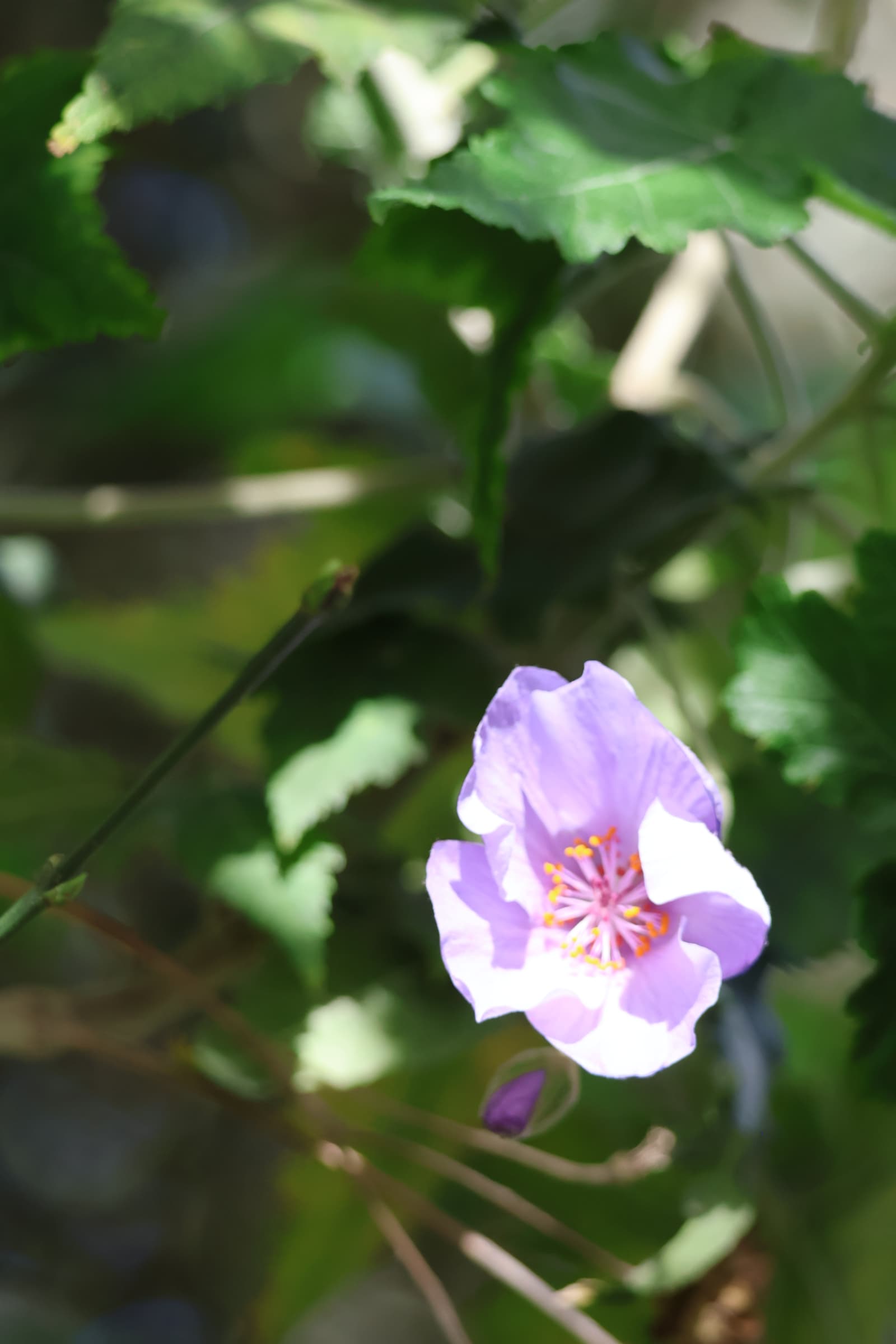 Flower 222