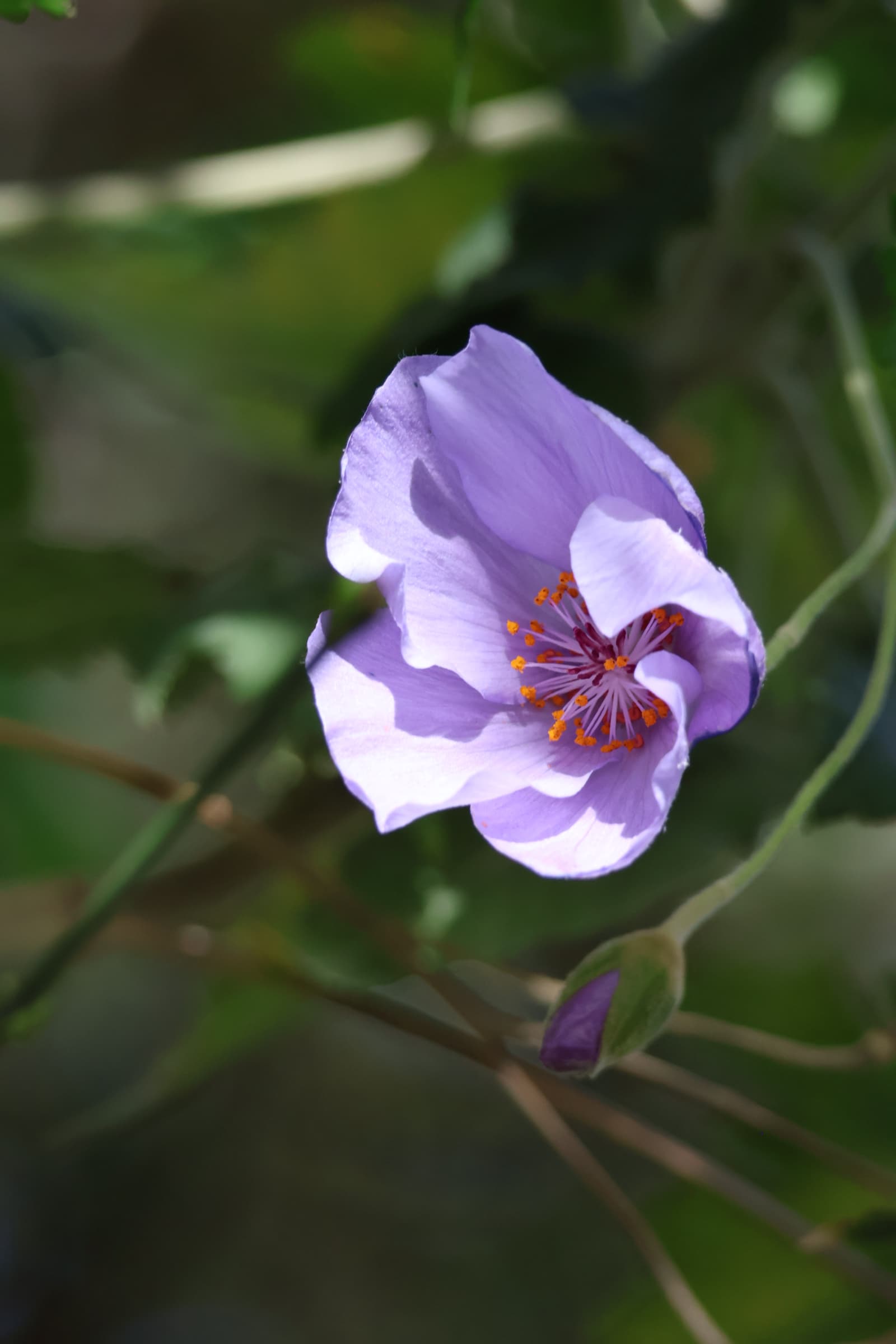 Flower 551