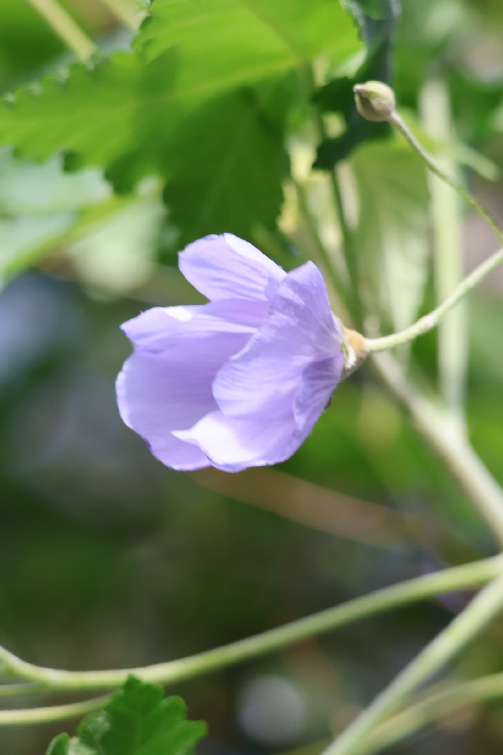 Flower 522