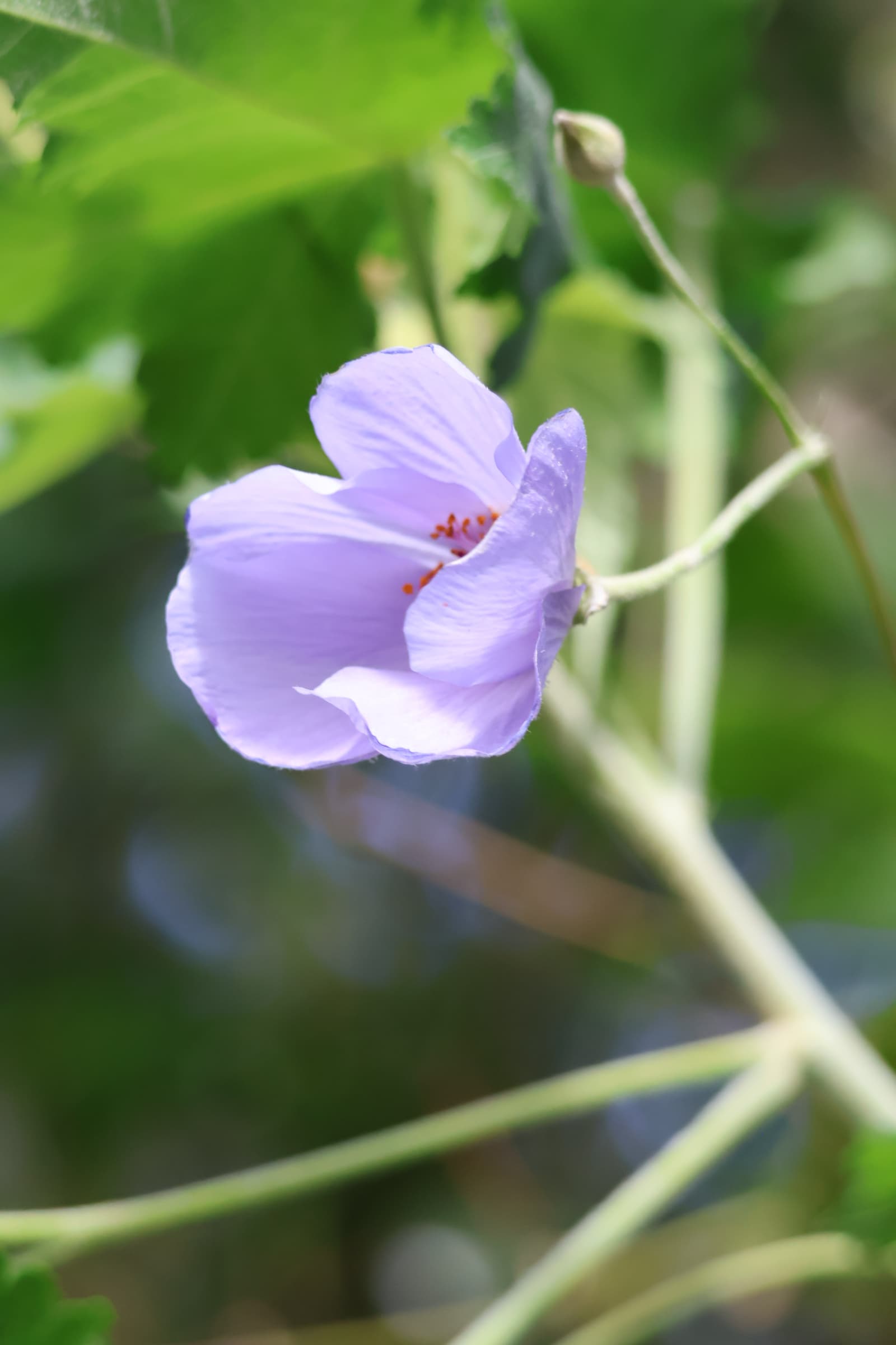 Flower 344