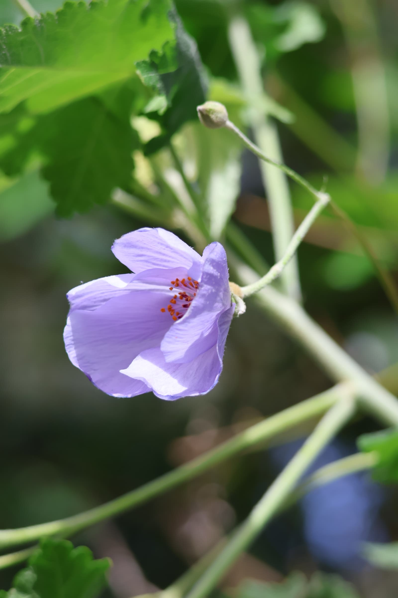 Flower 120