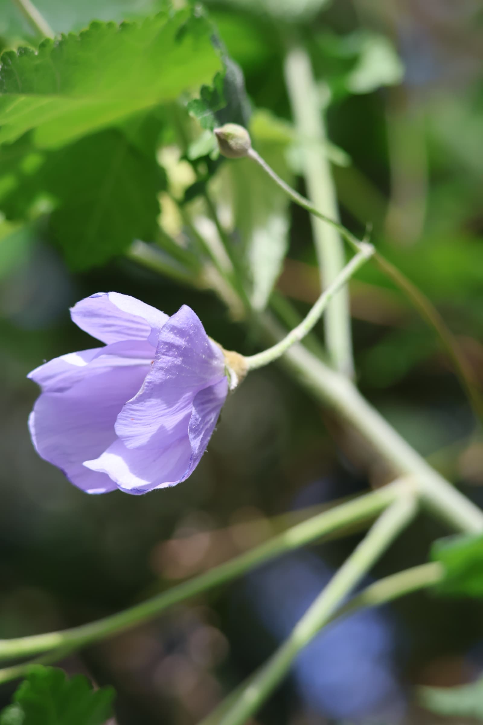 Flower 273