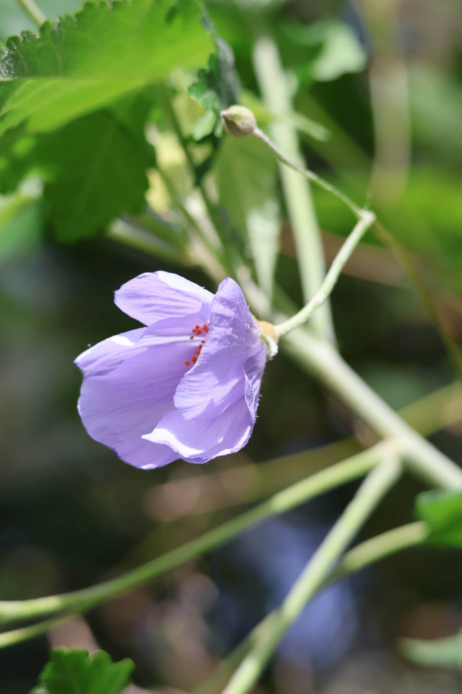 Flower 510
