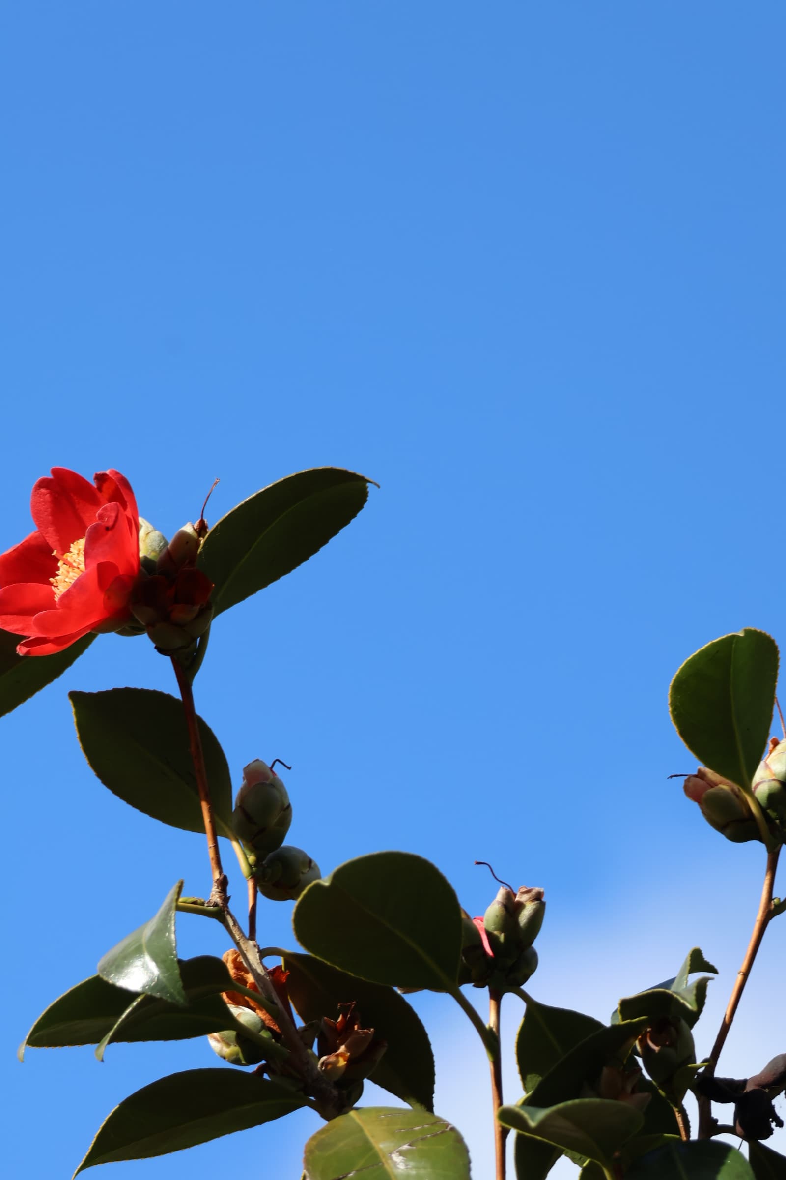 Flower 86