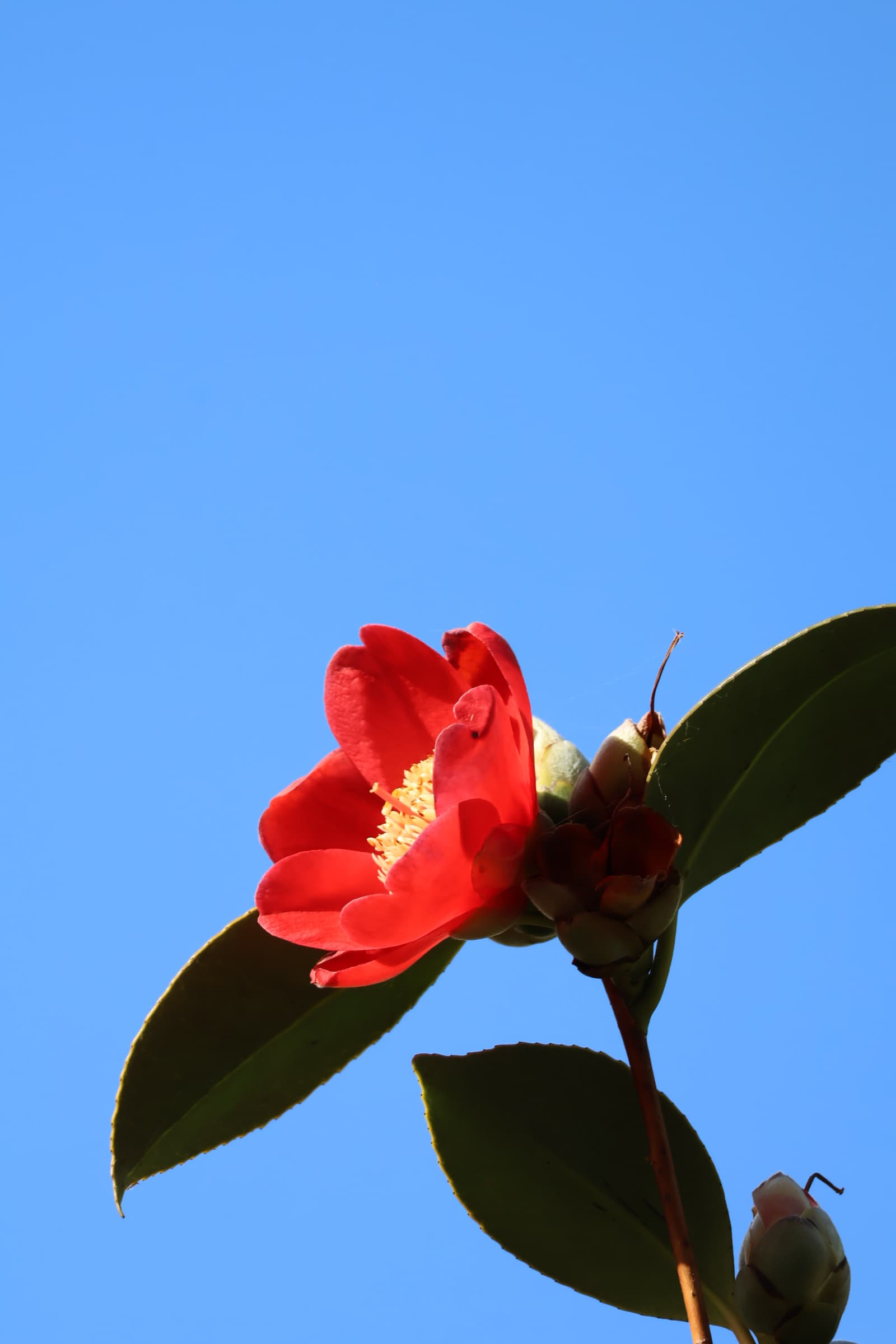 Flower 199