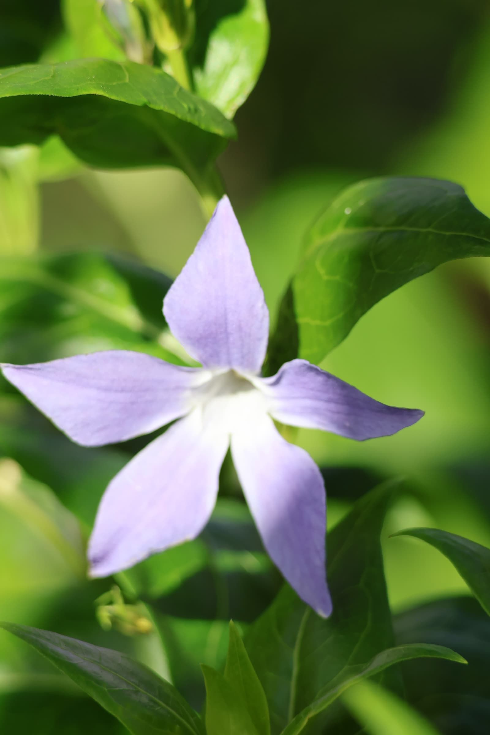 Flower 346