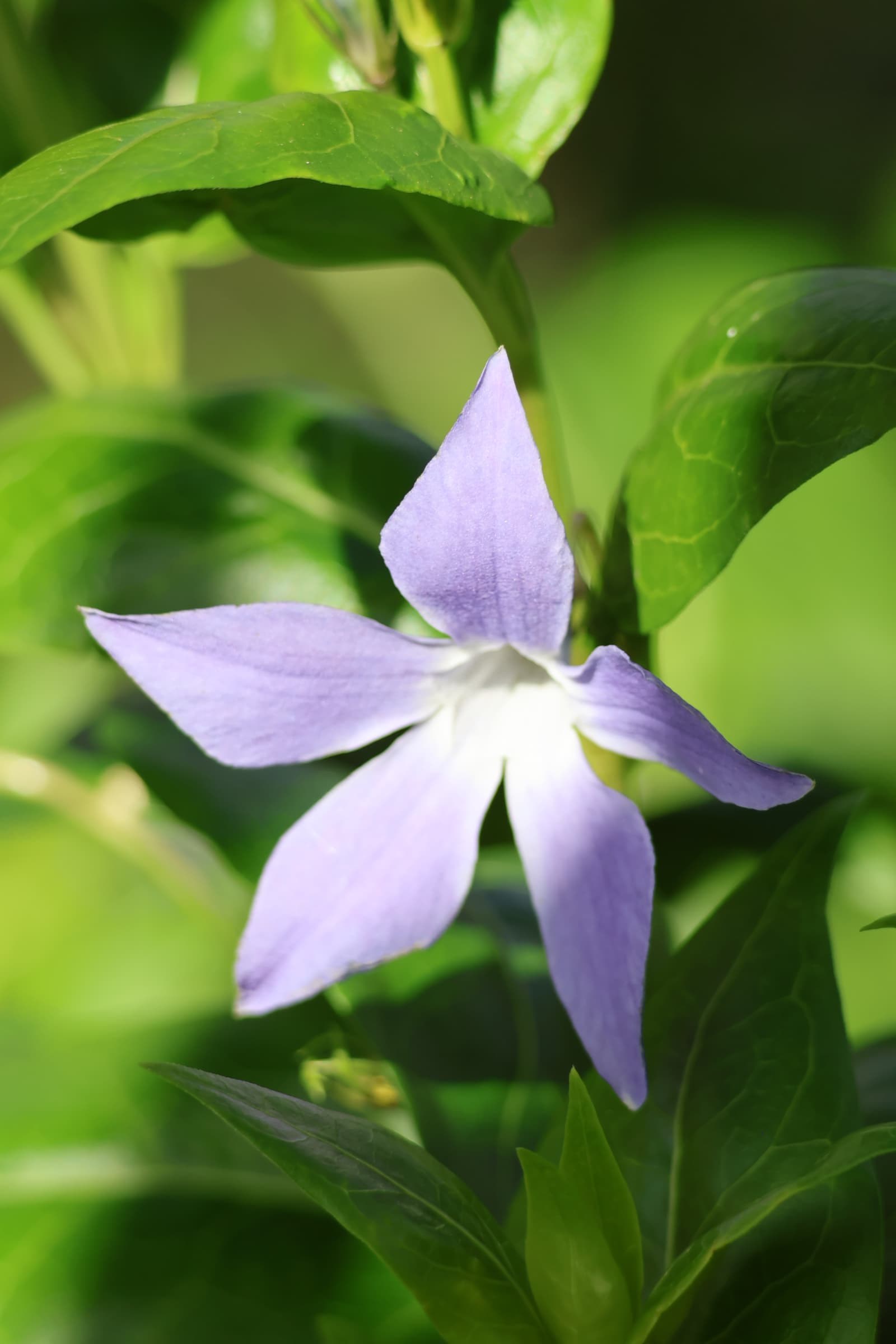 Flower 123
