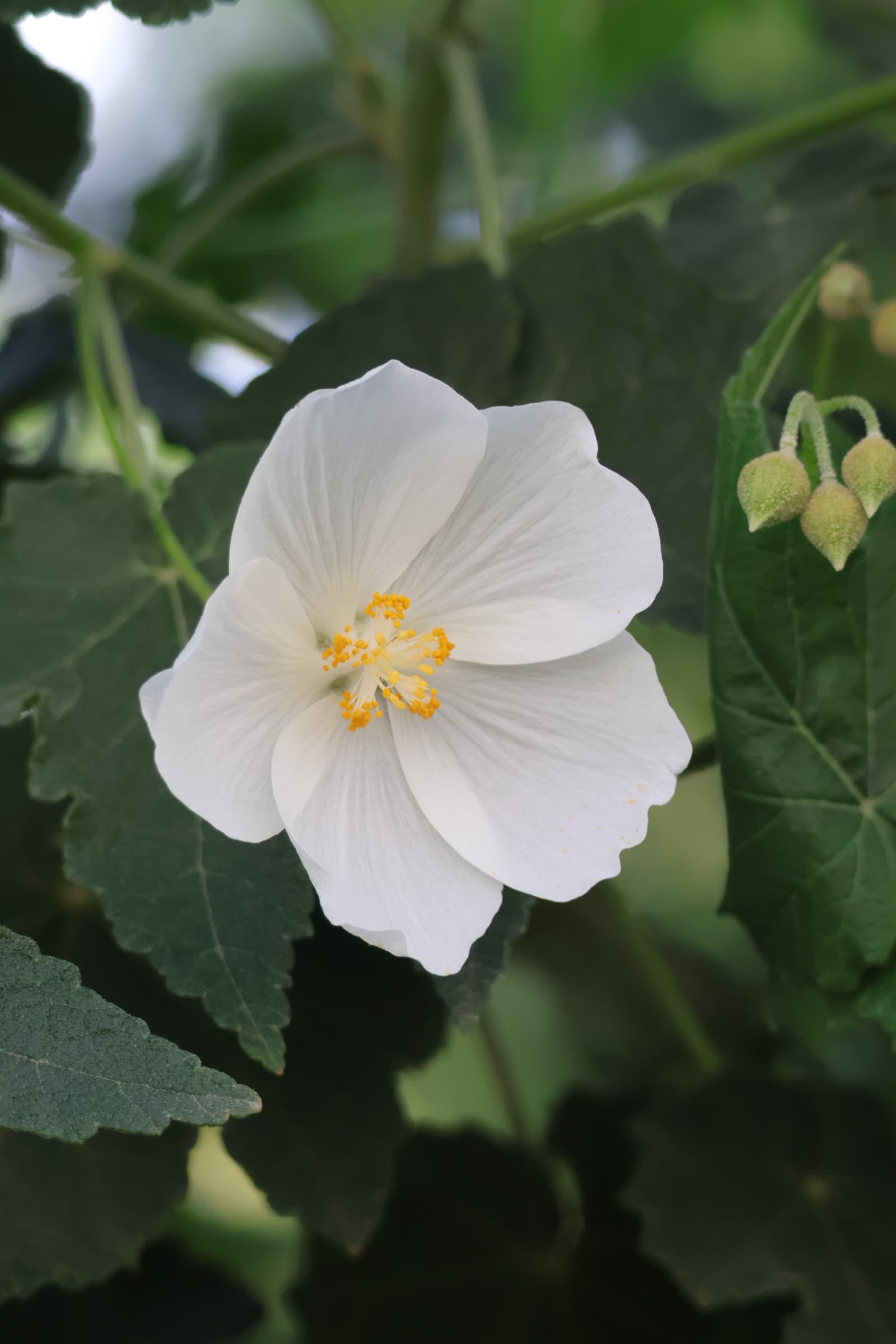 Flower 139