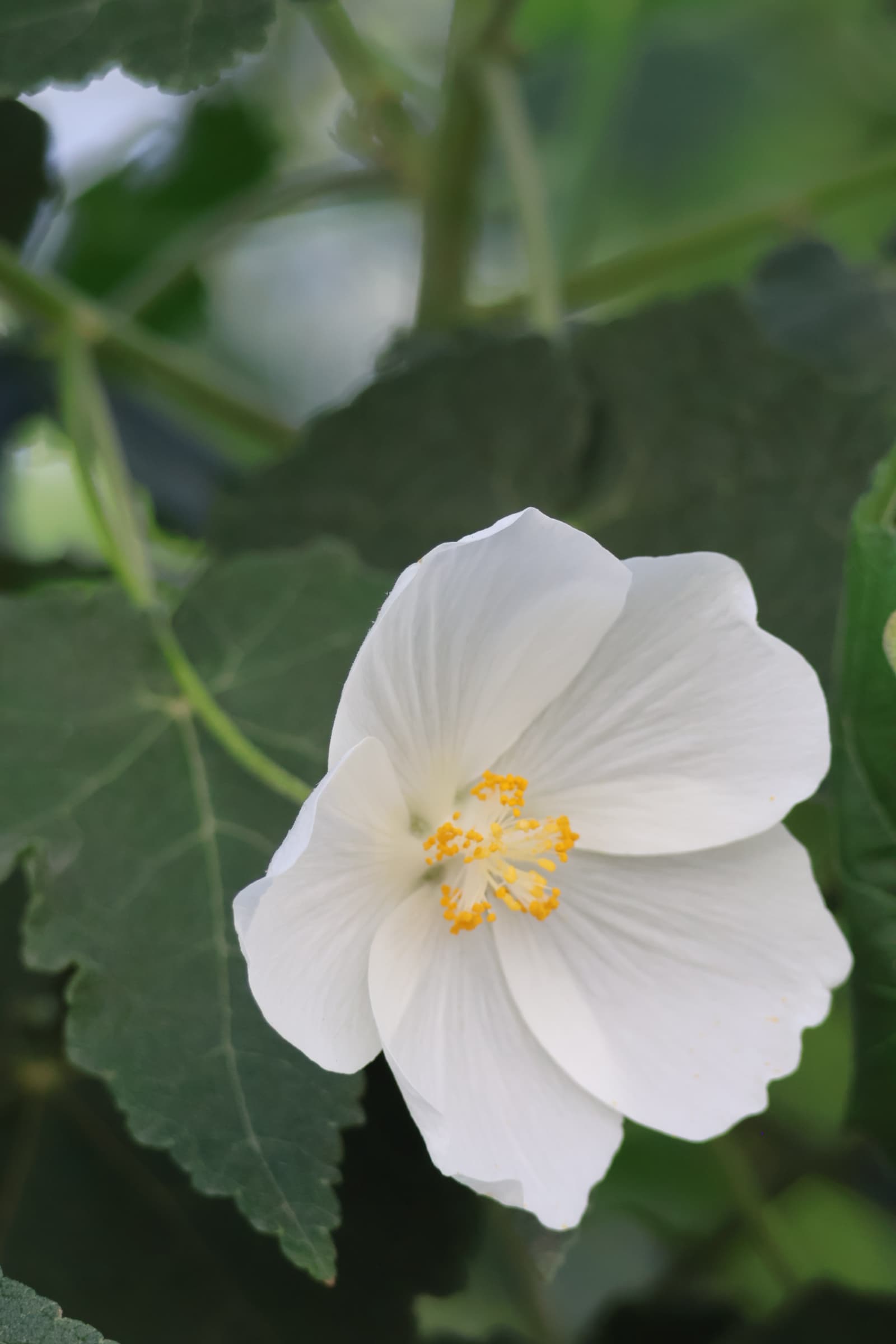 Flower 543