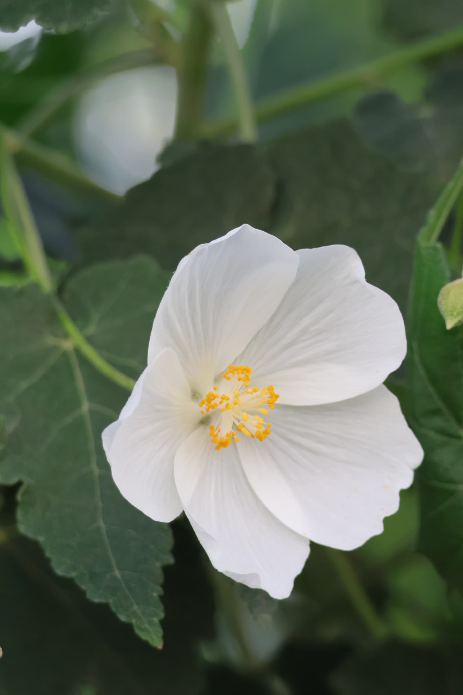 Flower 549