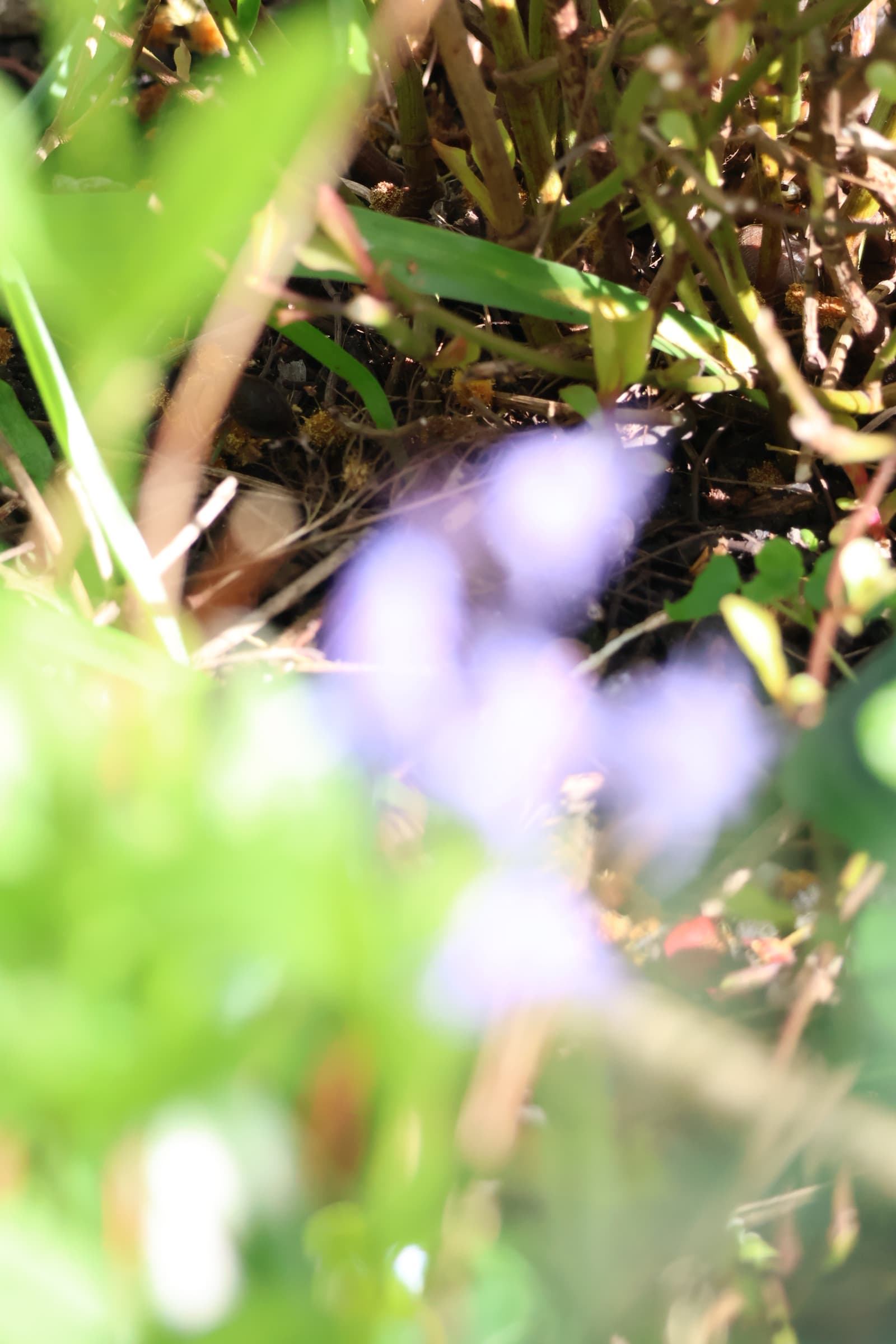 Flower 371