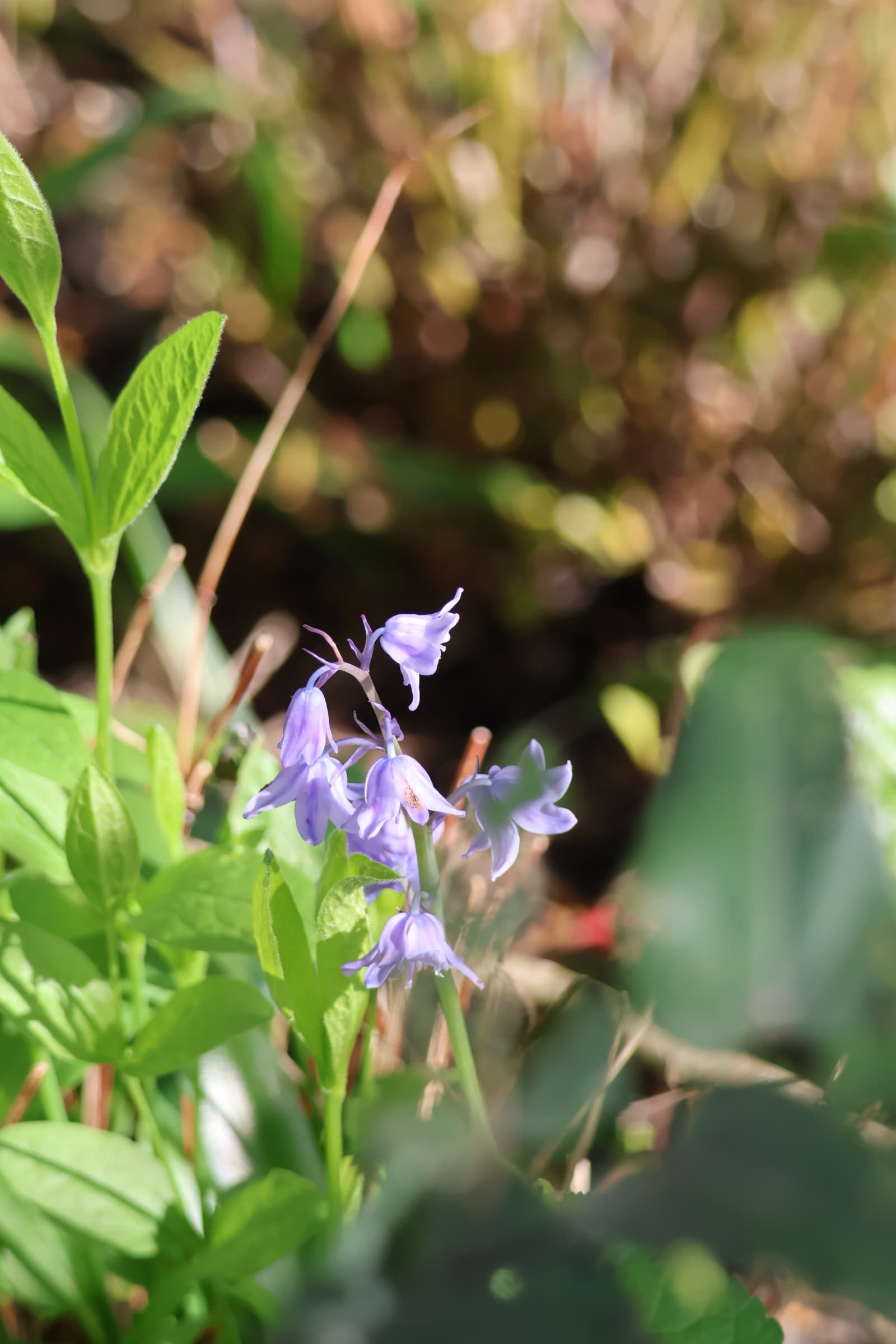 Flower 528