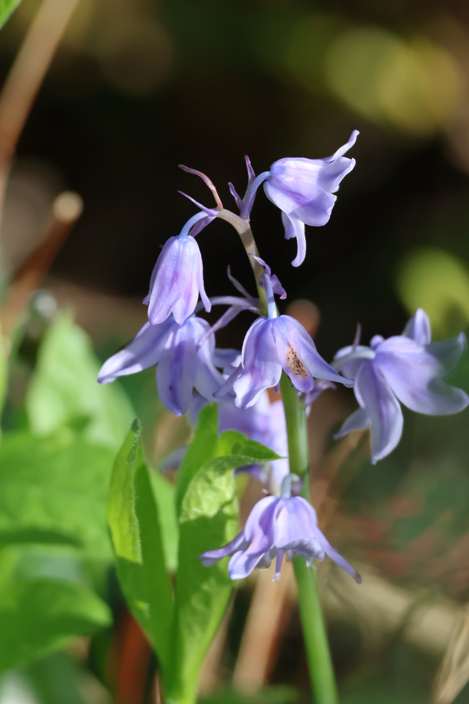 Flower 241