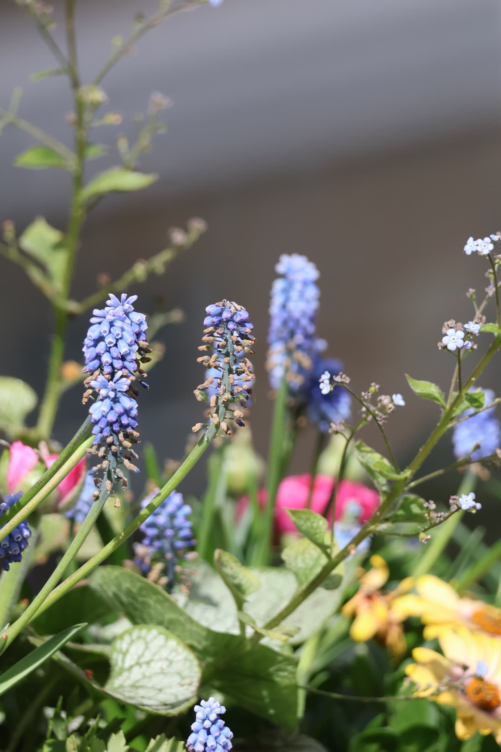 Flower 443