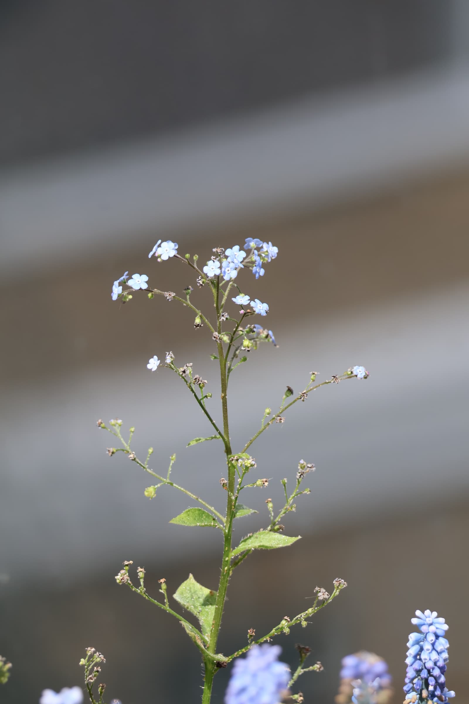 Flower 476