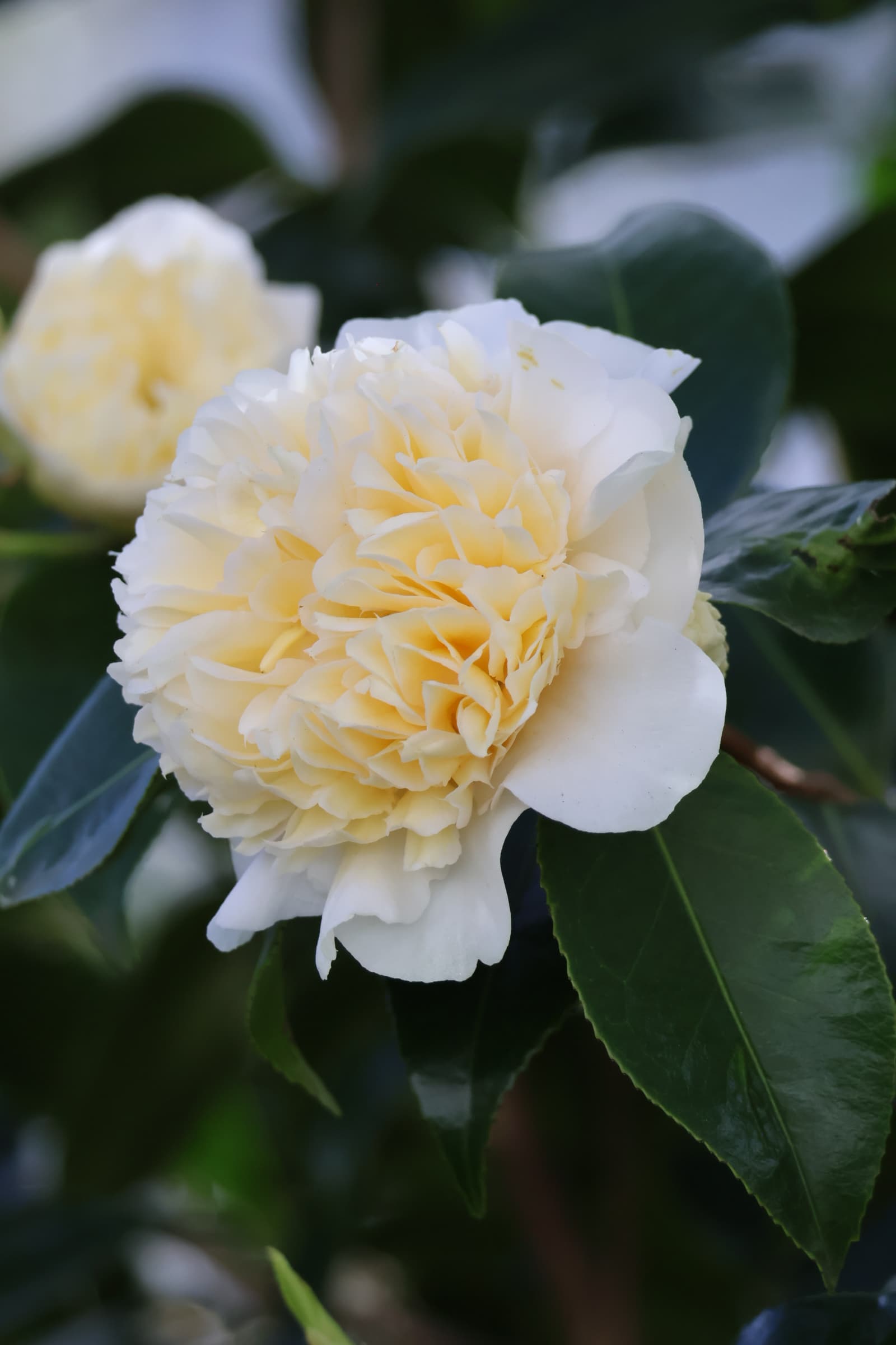 Flower 512