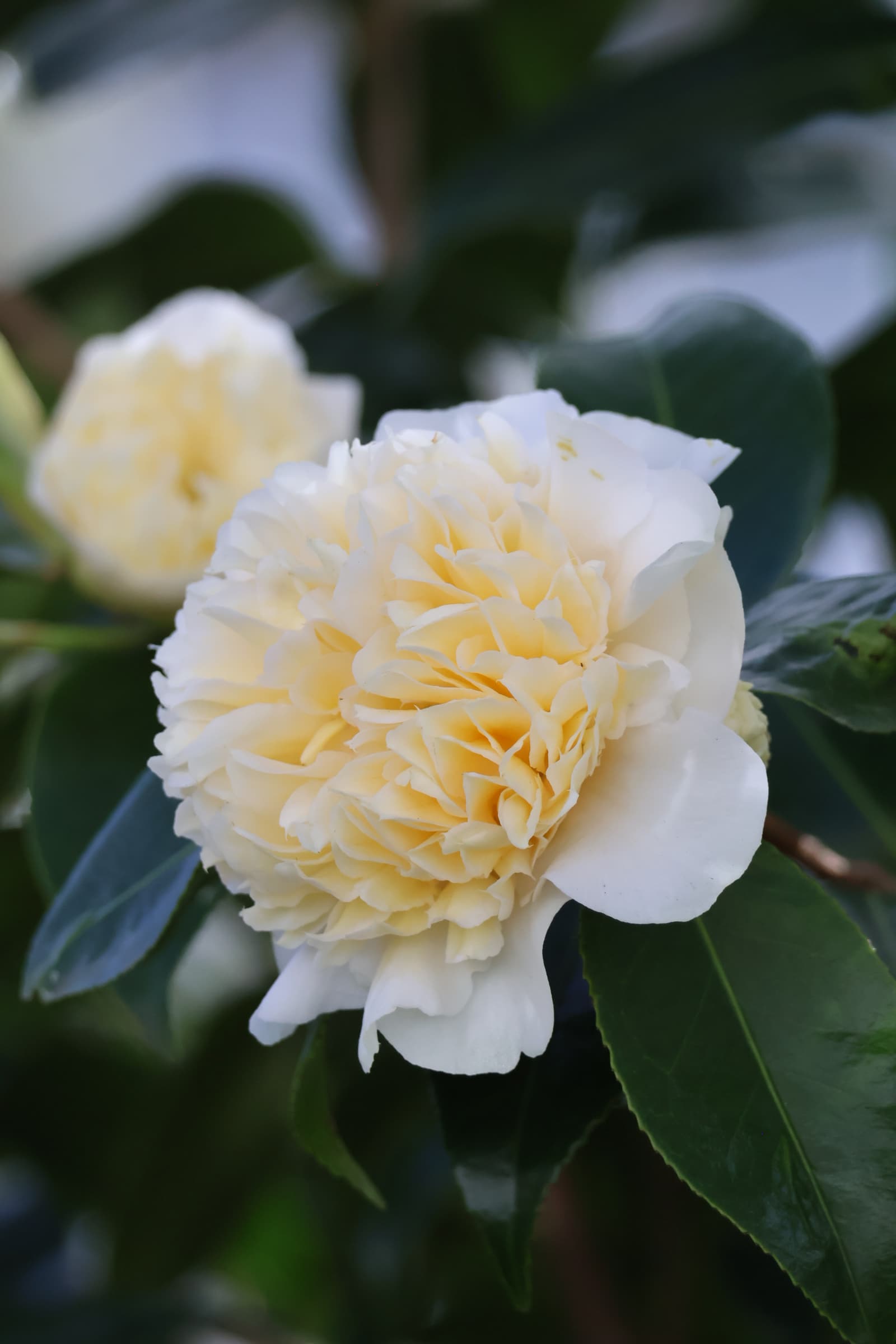 Flower 296