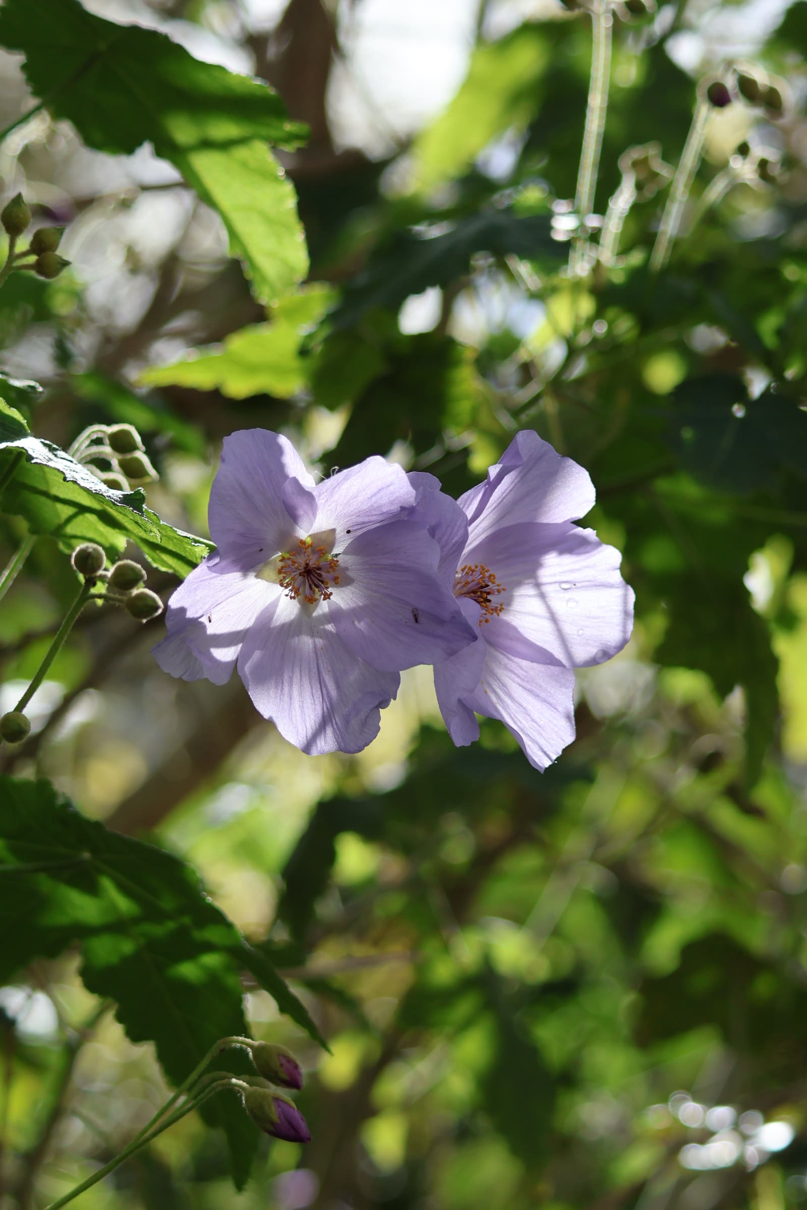 Flower 71