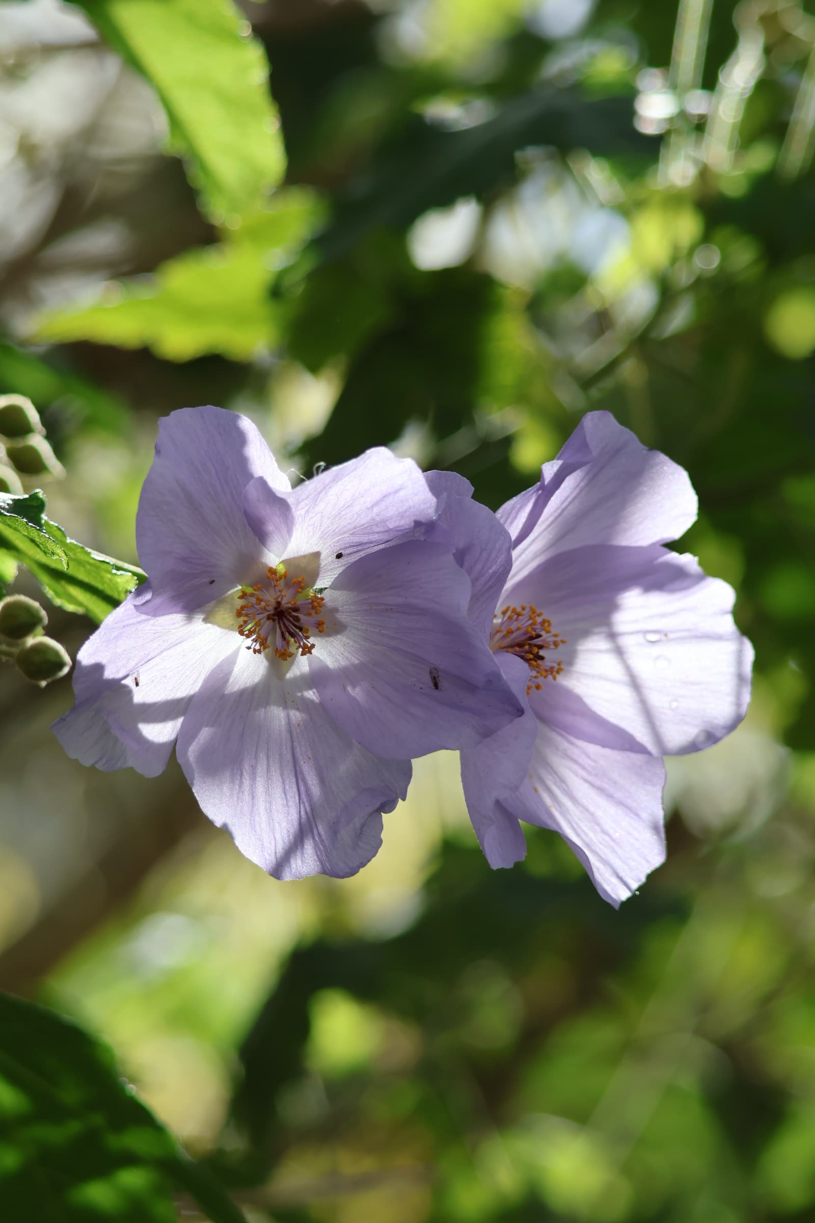 Flower 114