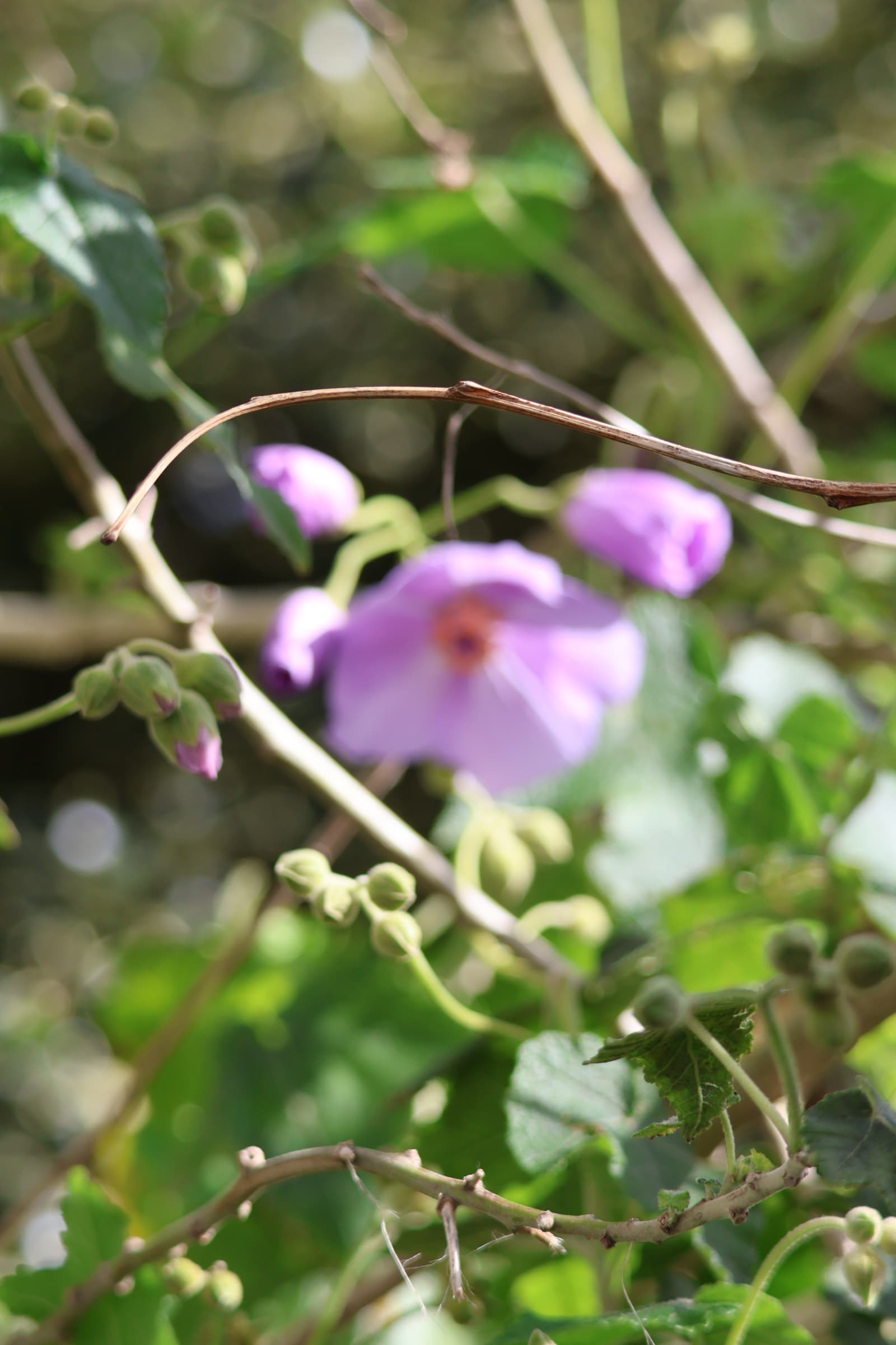 Flower 492