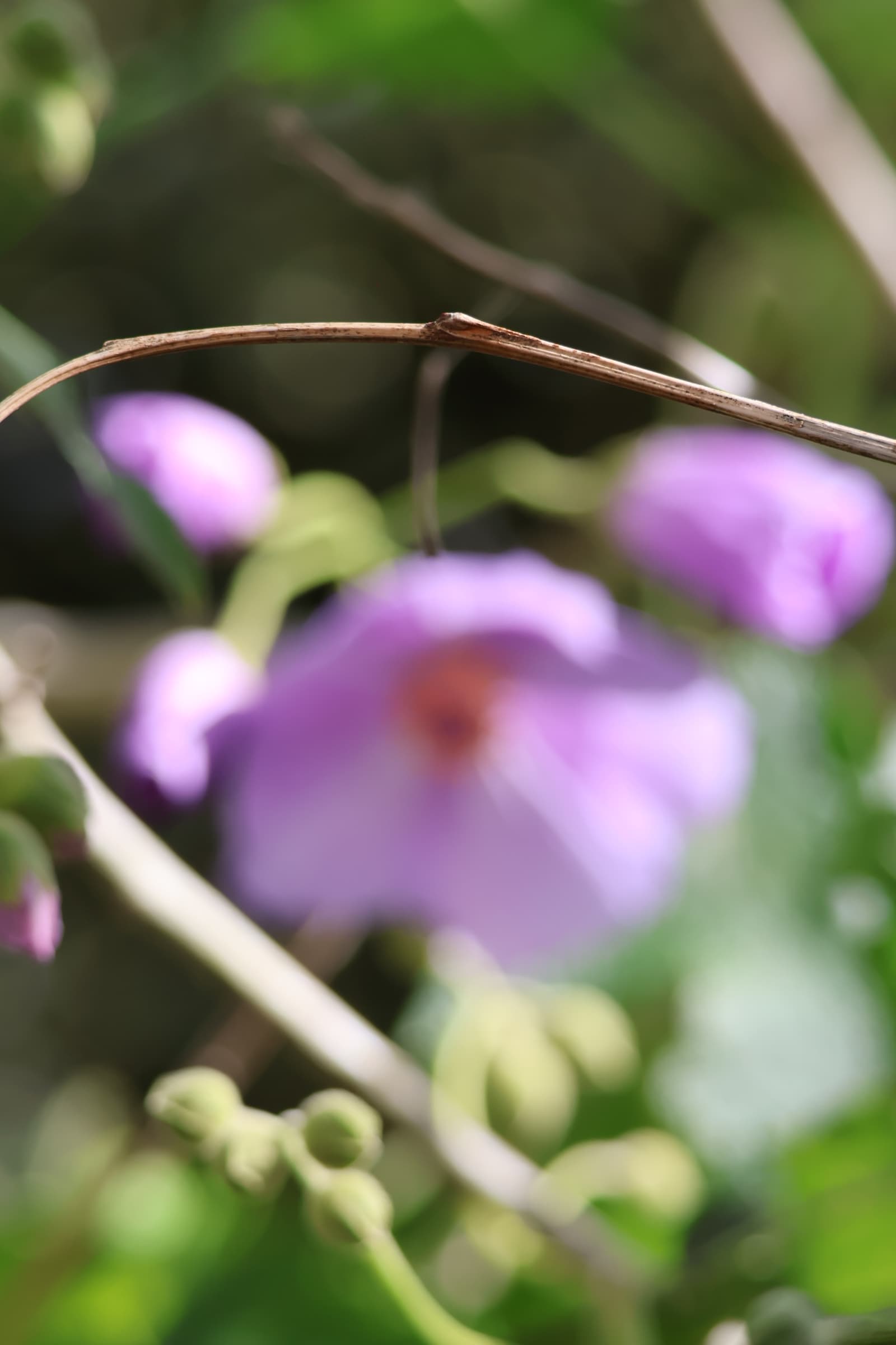 Flower 473