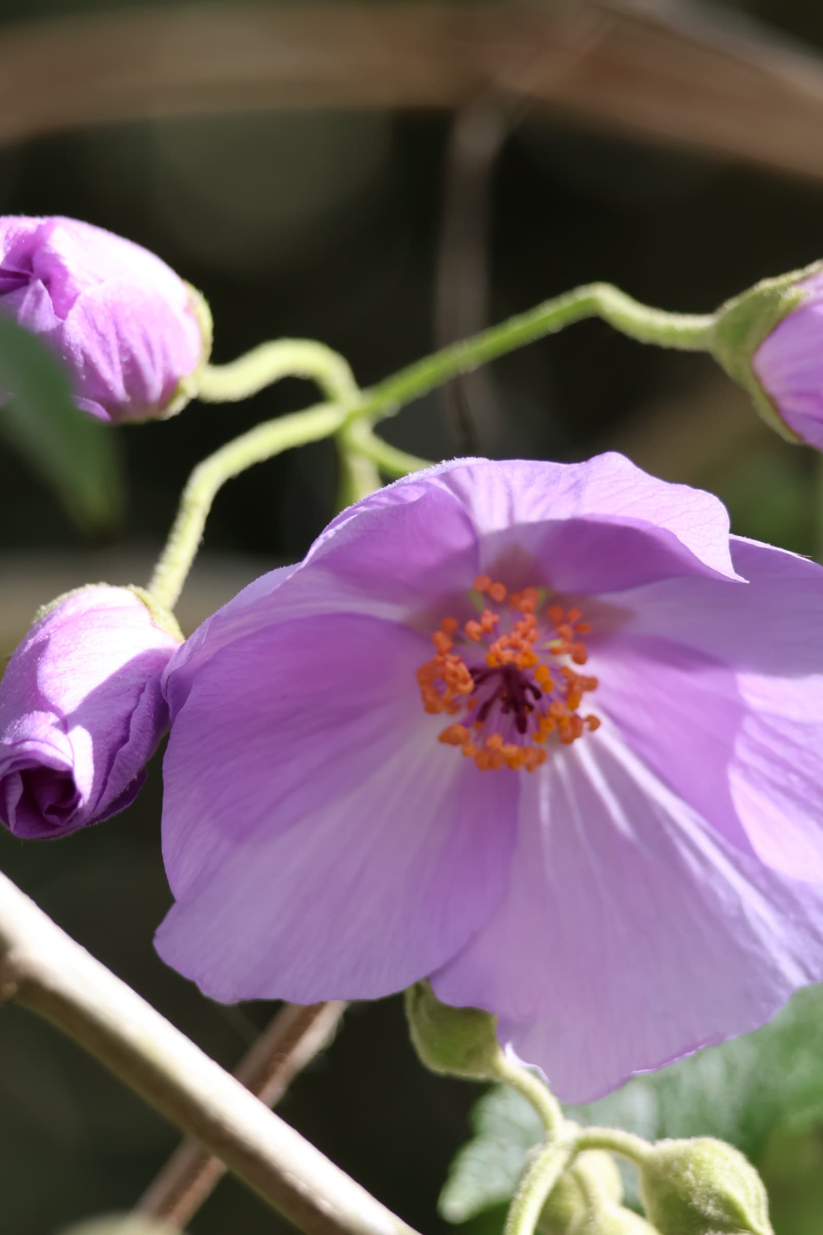 Flower 414