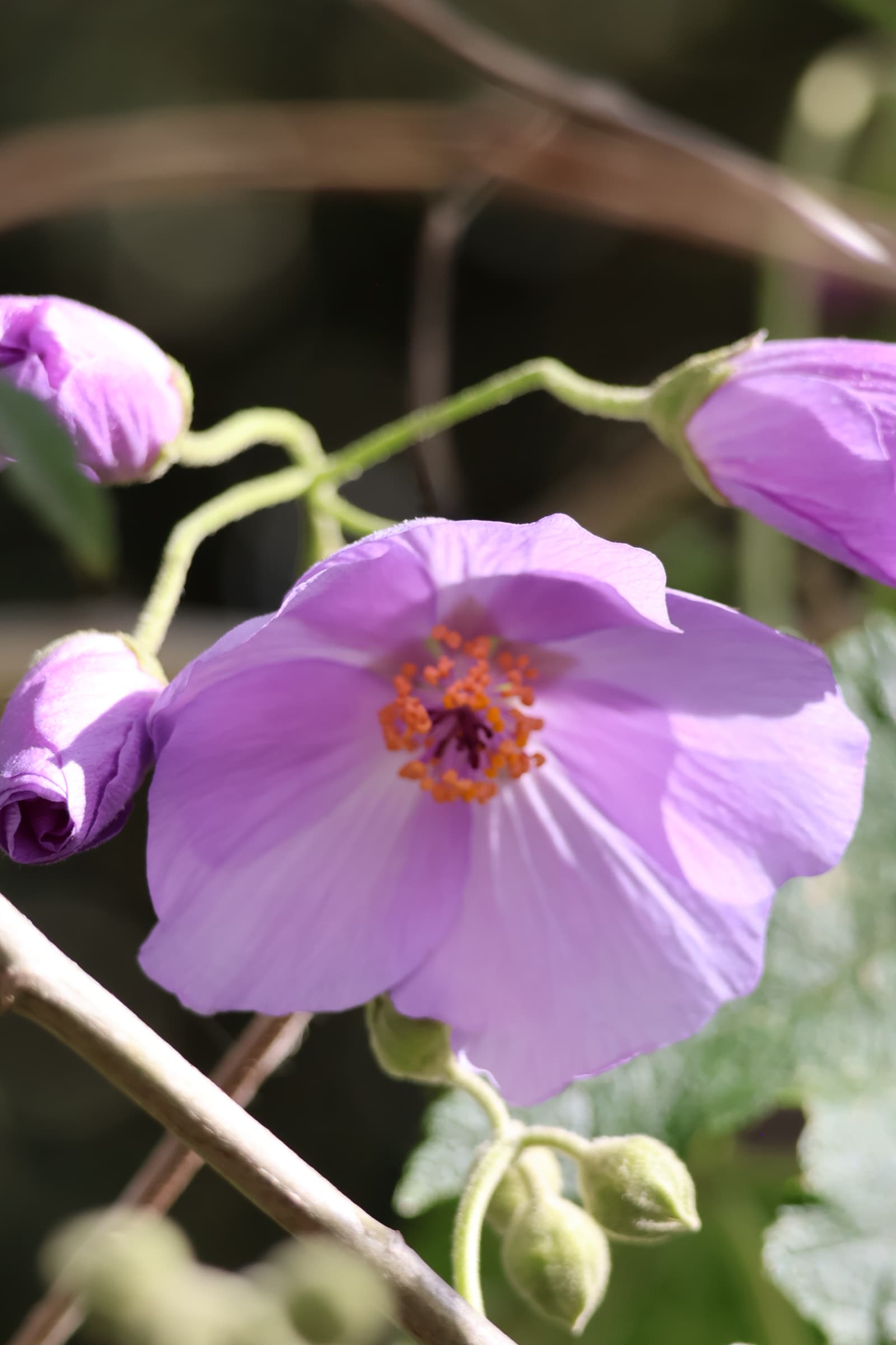Flower 79