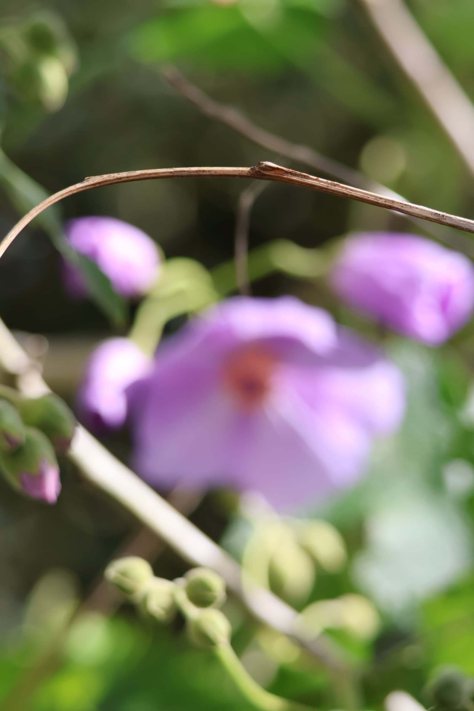 Flower 6