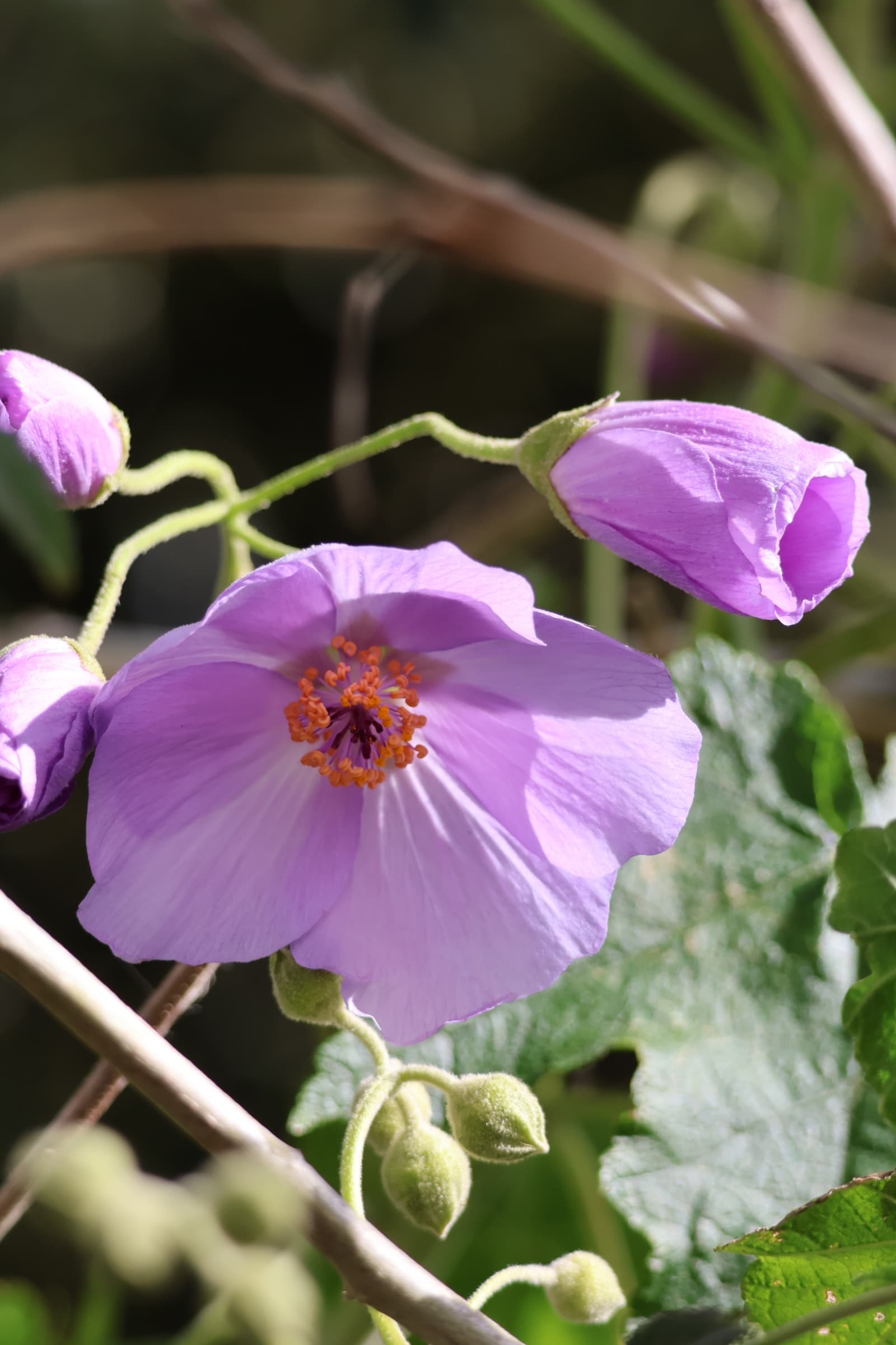 Flower 10