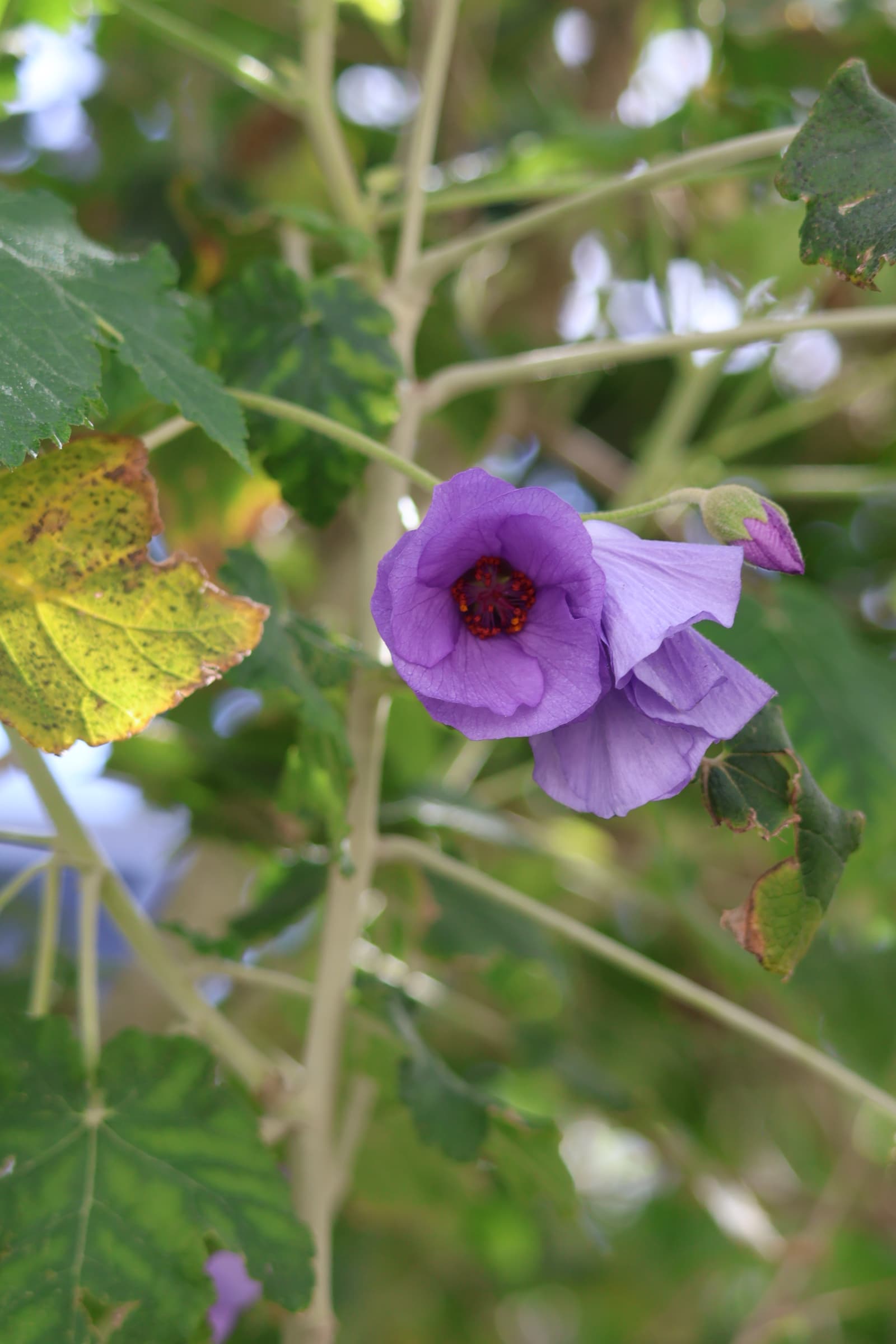 Flower 207