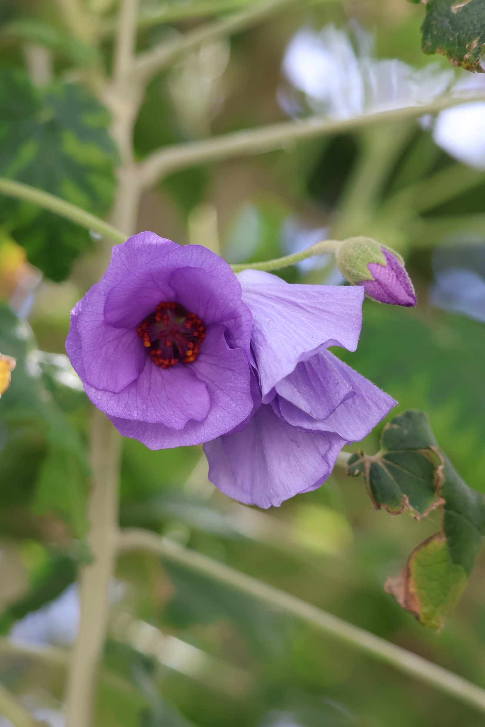 Flower 447