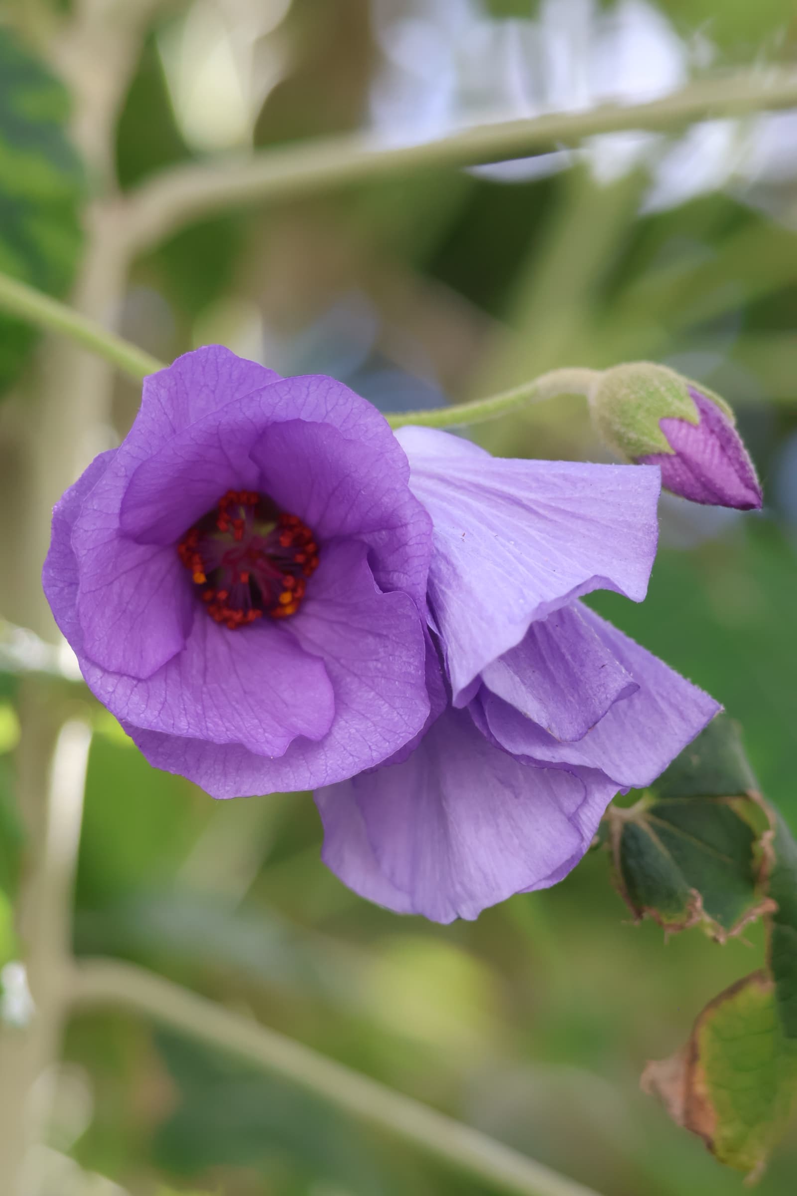 Flower 228