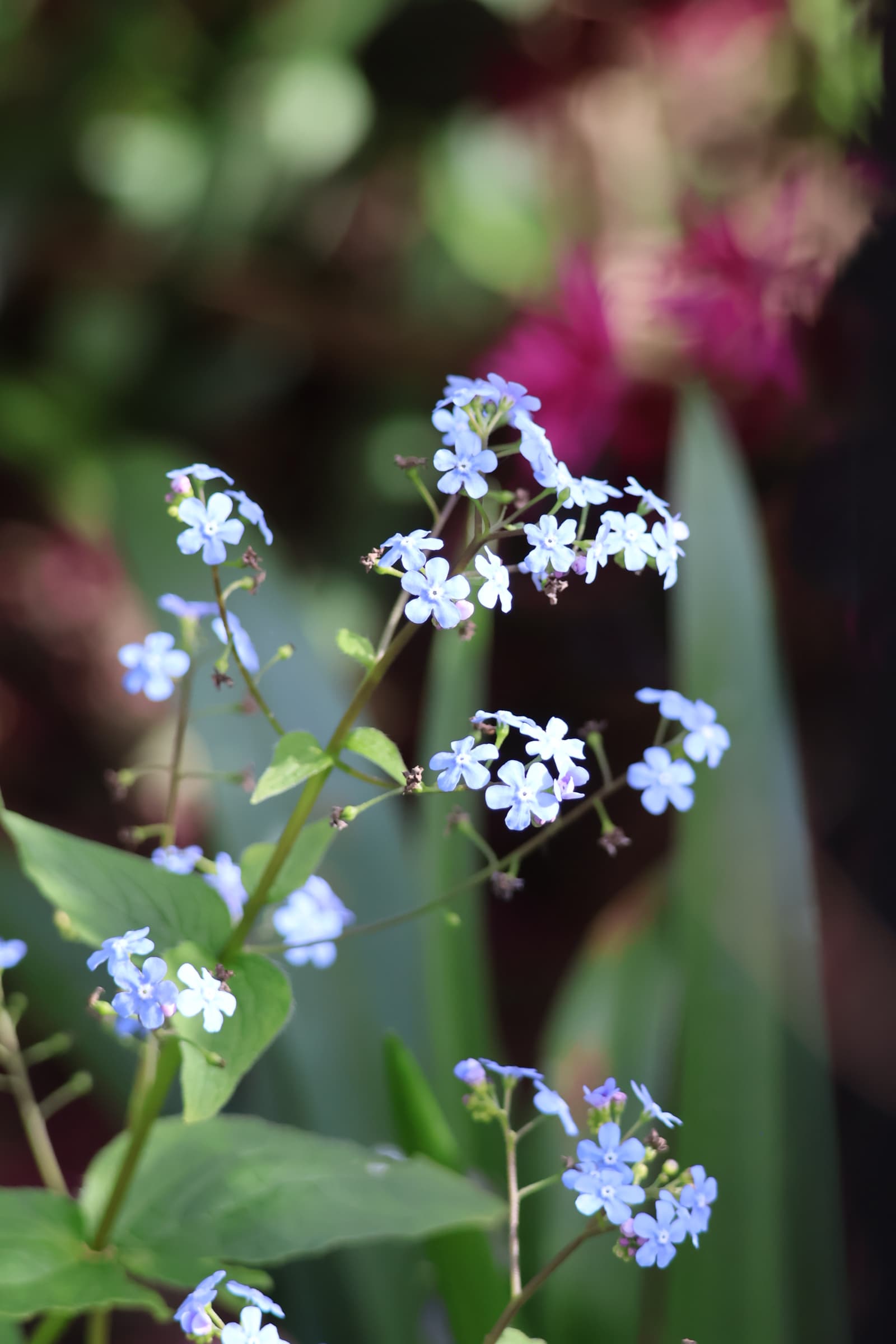 Flower 456