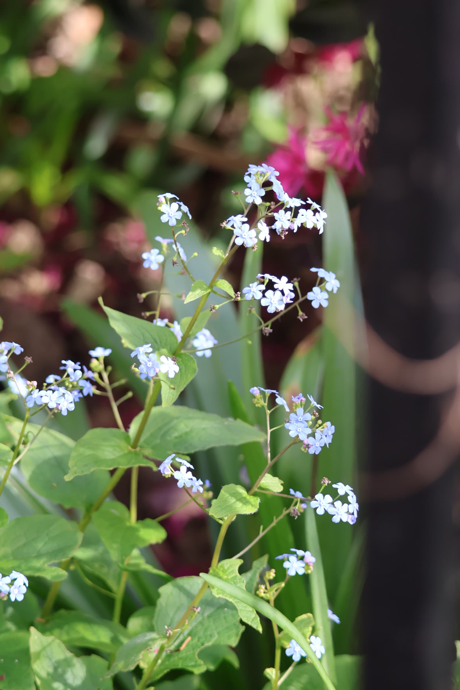 Flower 198