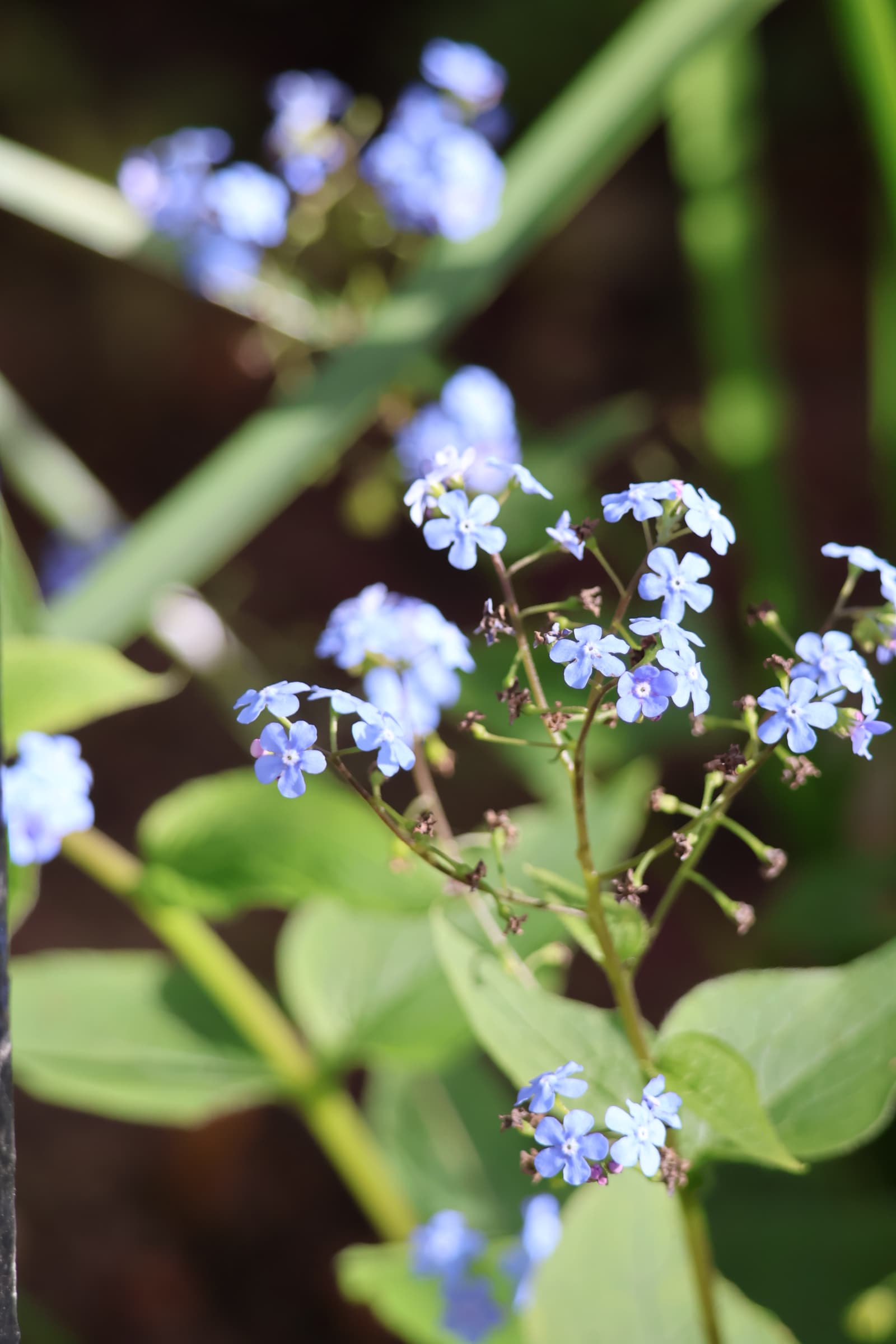 Flower 192