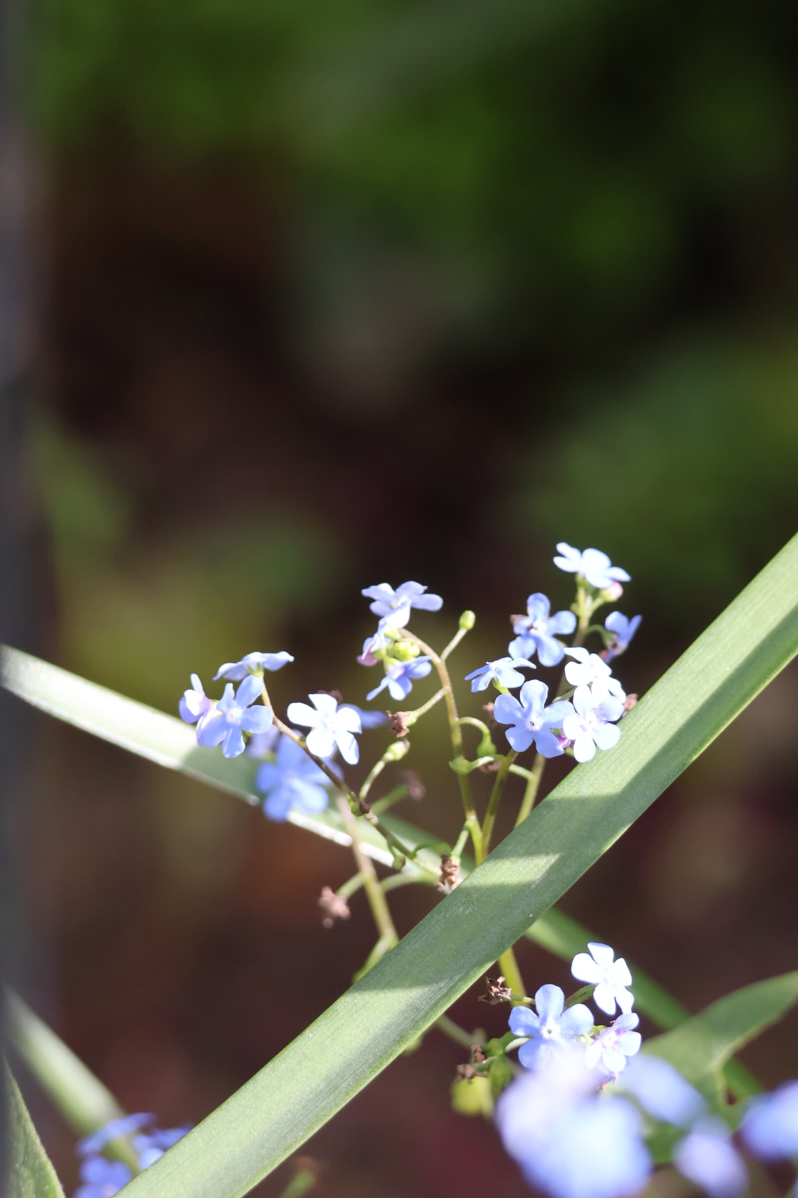 Flower 300