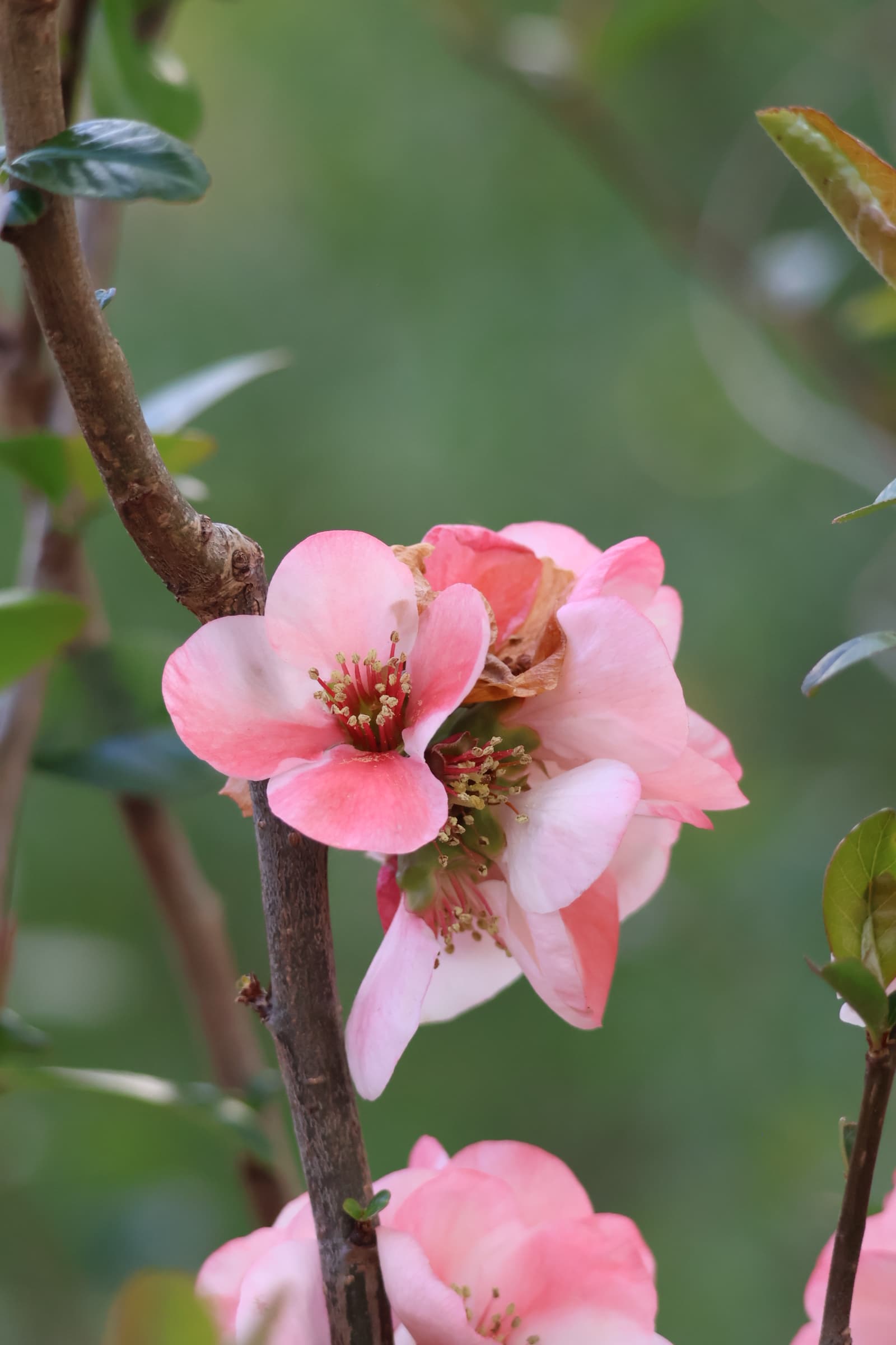 Flower 265