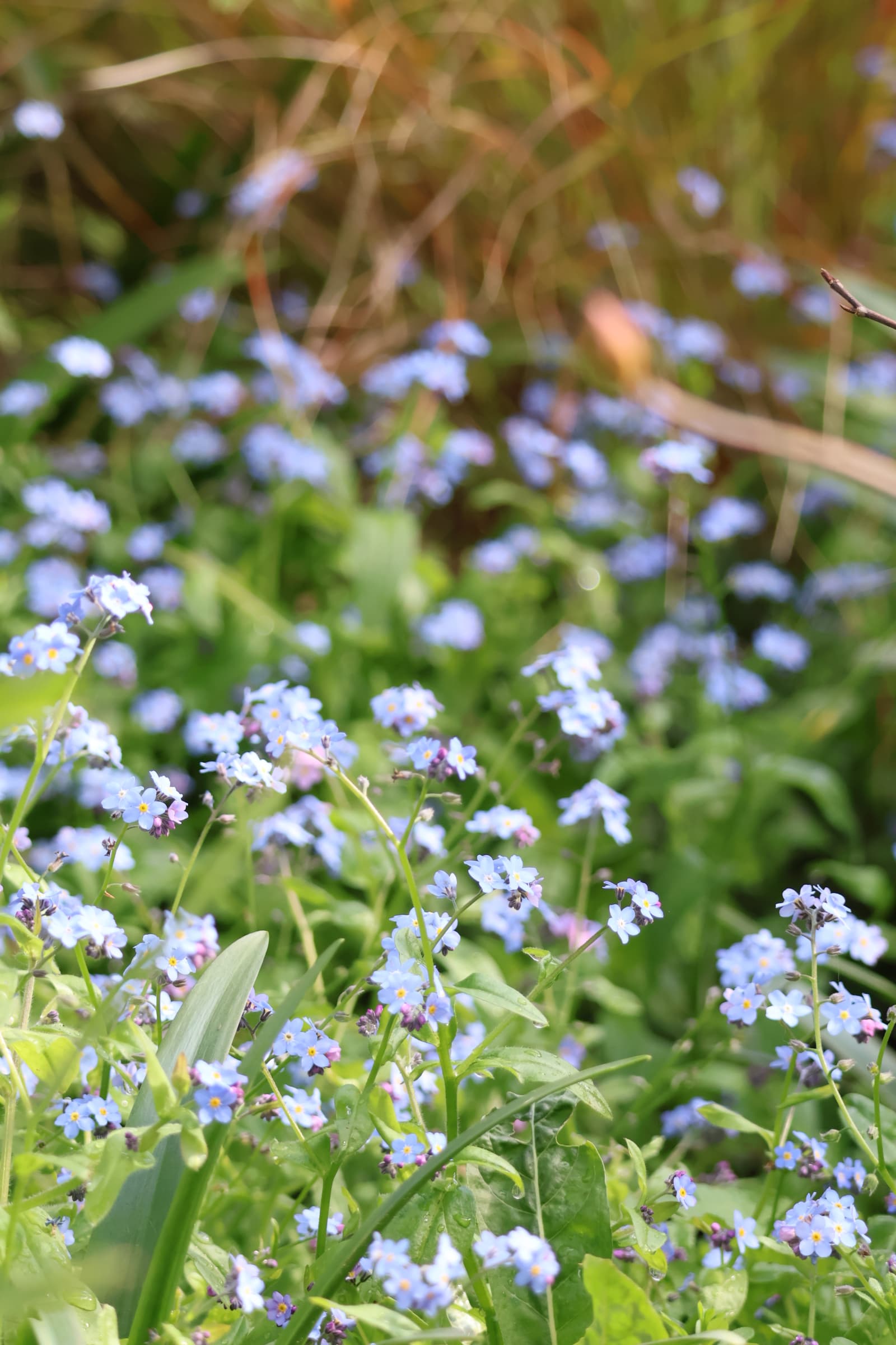 Flower 299