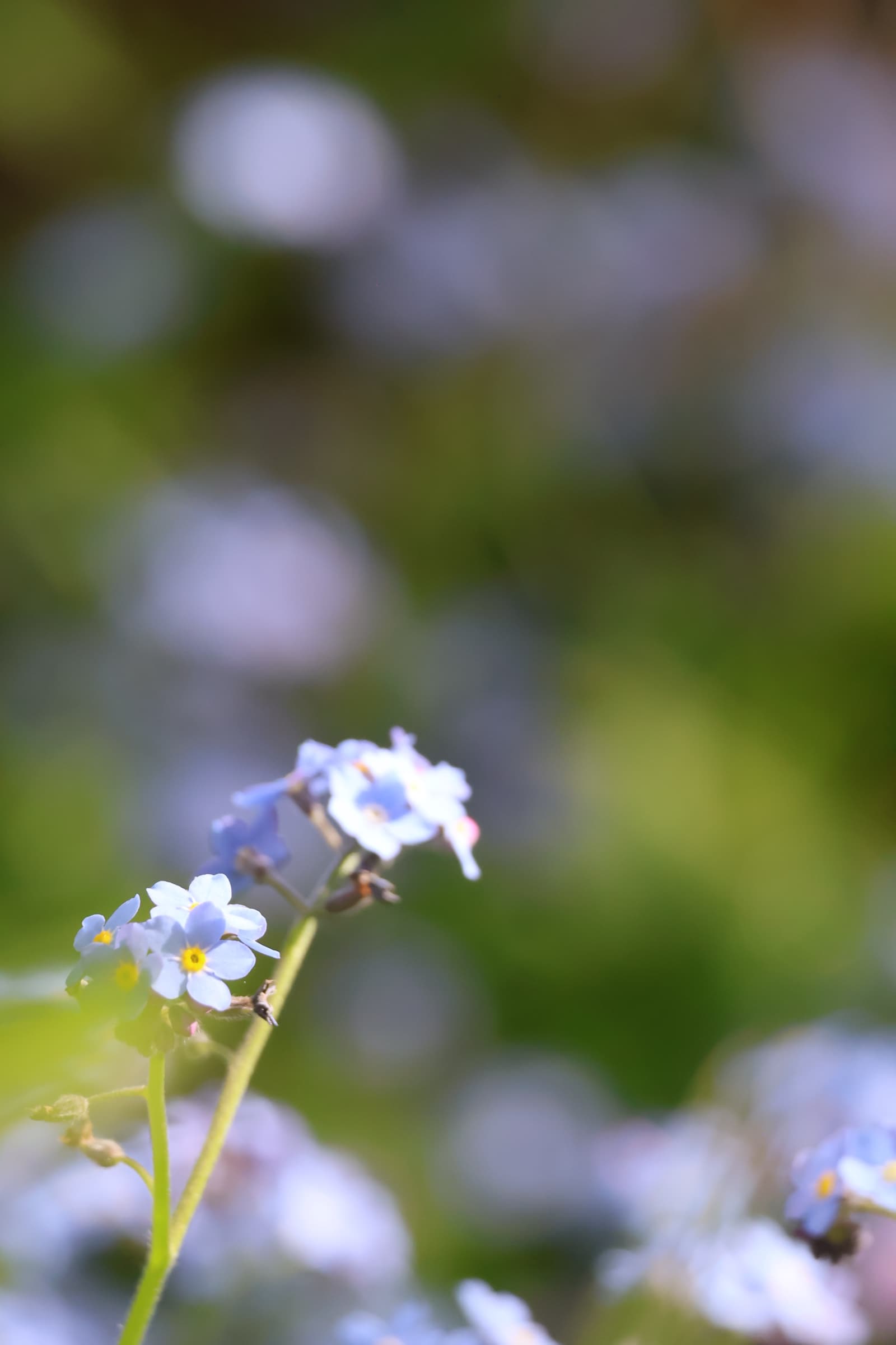 Flower 11