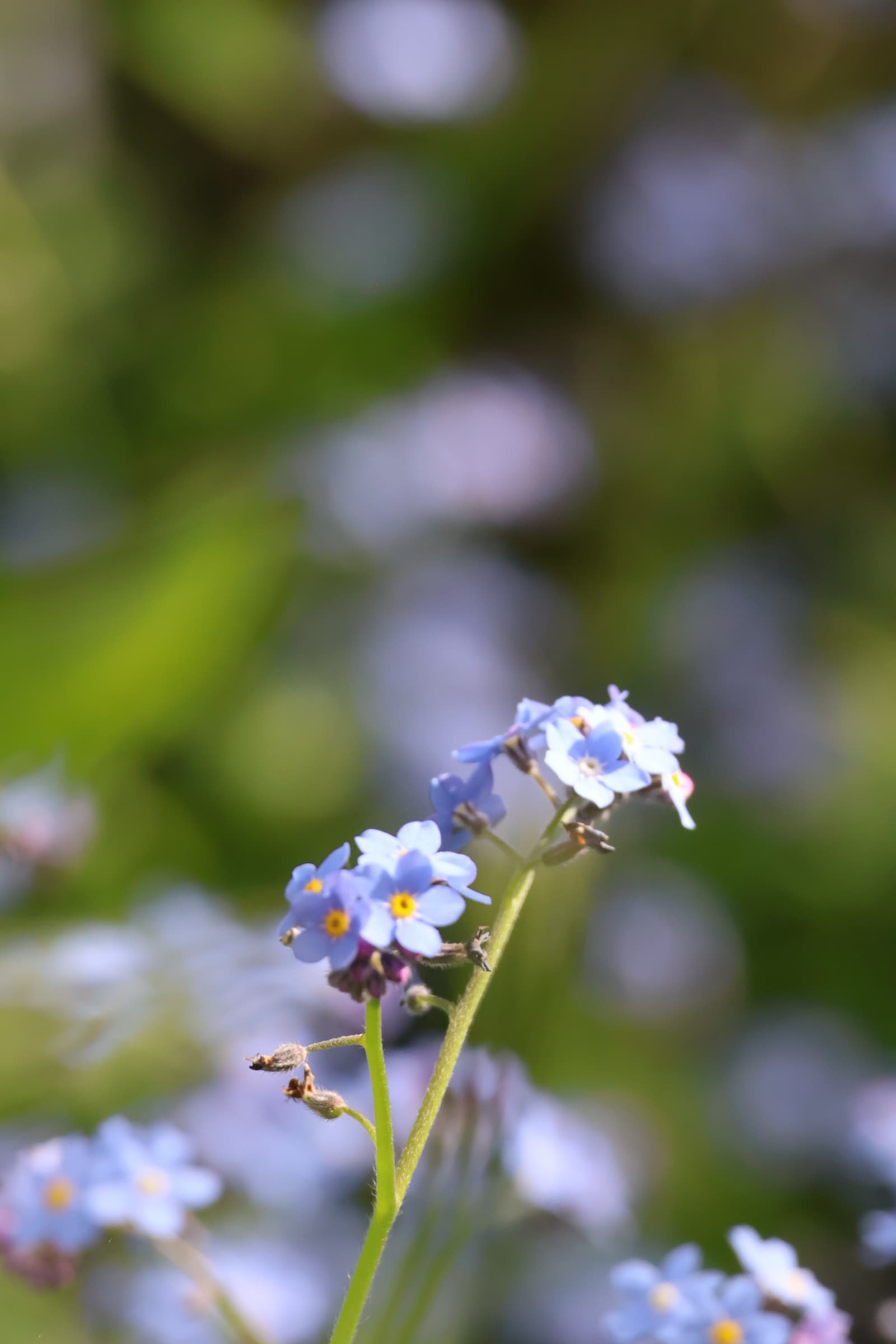 Flower 216